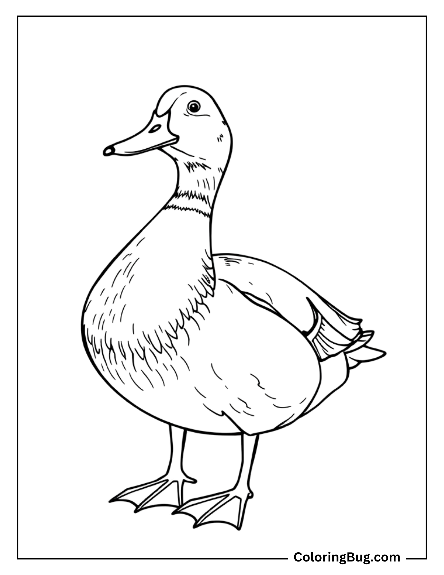 
Coloring page of an adorable mallard duck standing upright, with gentle feather detailing and expressive eyes.