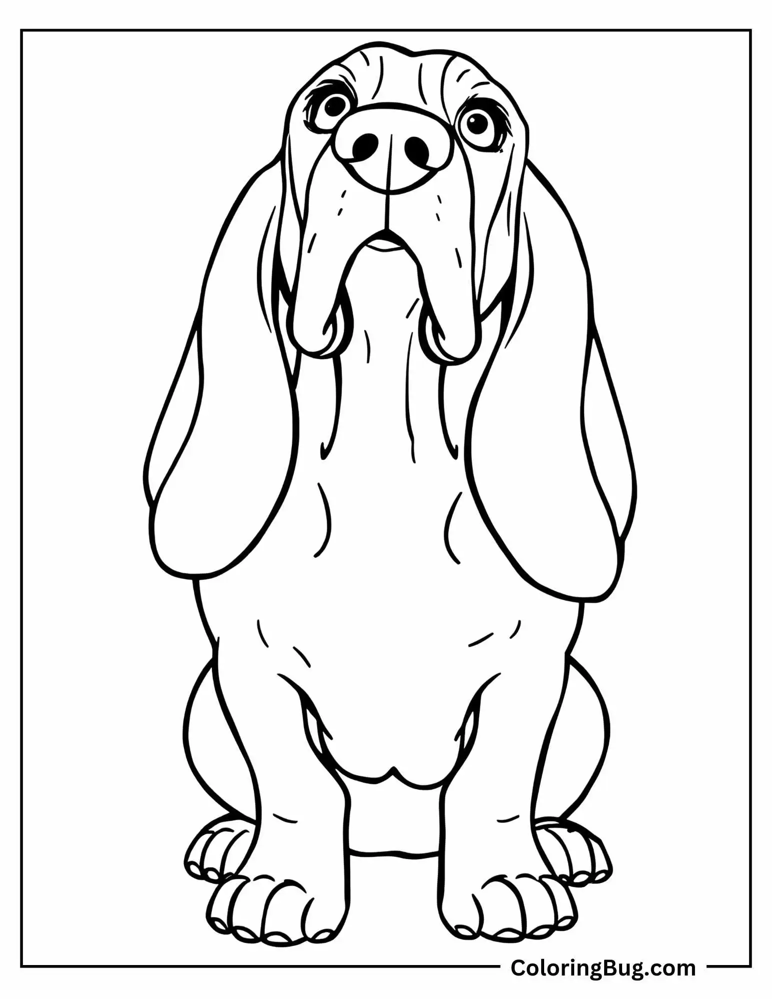 Basset Hound Looking Up coloring sheet