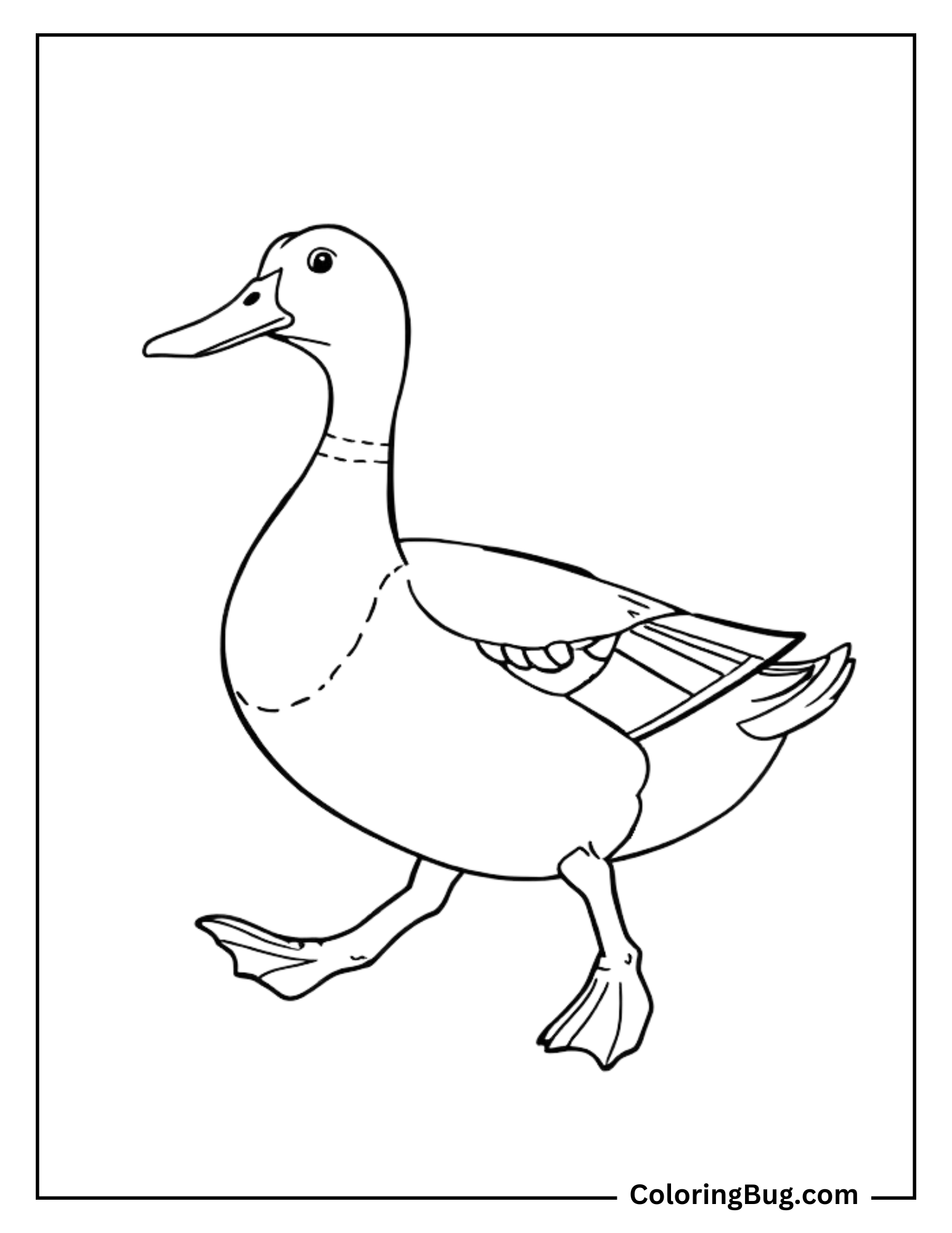 Coloring page featuring a charming Mallard duck walking with an upright stance. The duck’s feathers are outlined simply, with details on its wing and tail, making it ideal for younger kids or a simple, relaxing coloring activity.