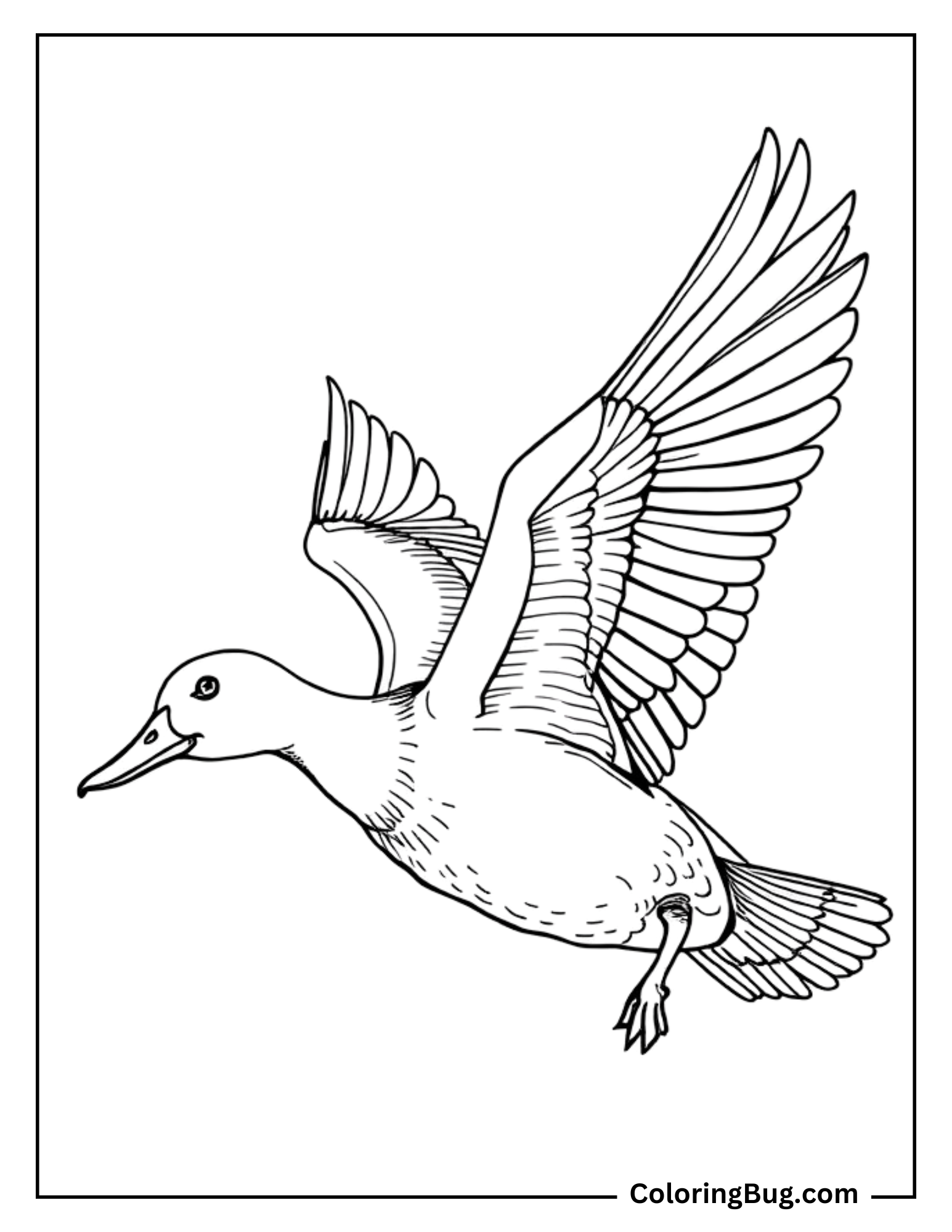 
This coloring page showcases a detailed illustration of a duck in mid-flight, wings outstretched as it soars gracefully. The duck’s feathers are well-defined, highlighting the natural beauty of its wings and body. The lack of a background brings full attention to the duck, making it an ideal subject to color with realistic or creative patterns.