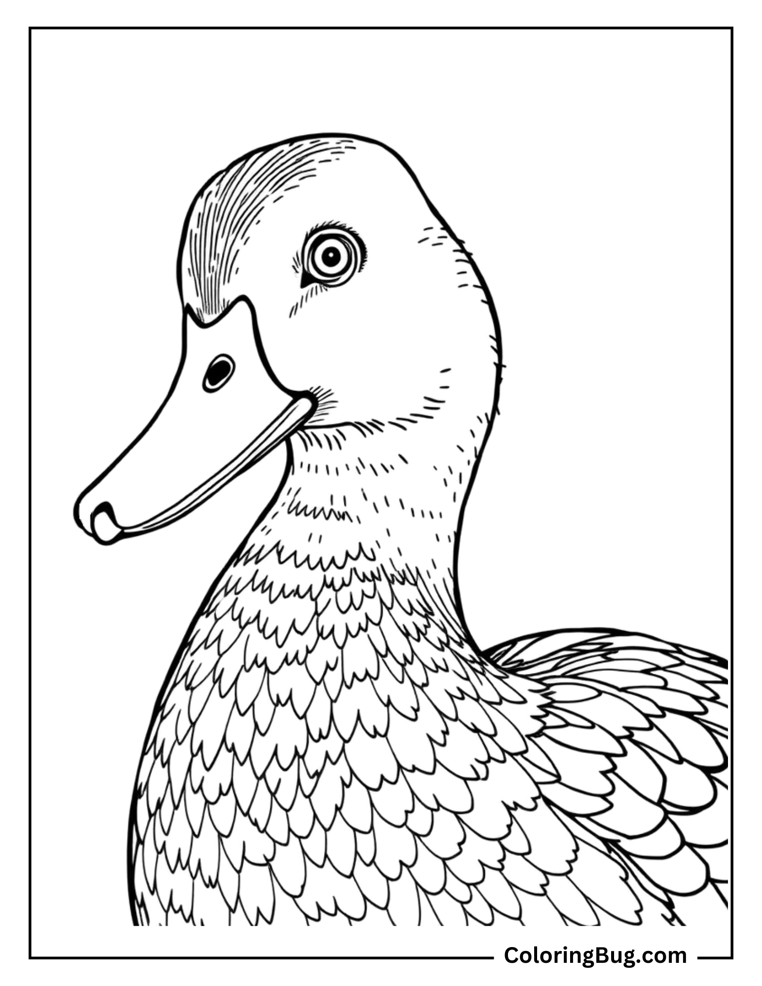This coloring page showcases a detailed view of a duck's head and neck, with a focus on the texture of the feathers and the contours of its beak and eye. The intricate feather pattern allows for shading and color variations to bring out the duck's natural beauty. 