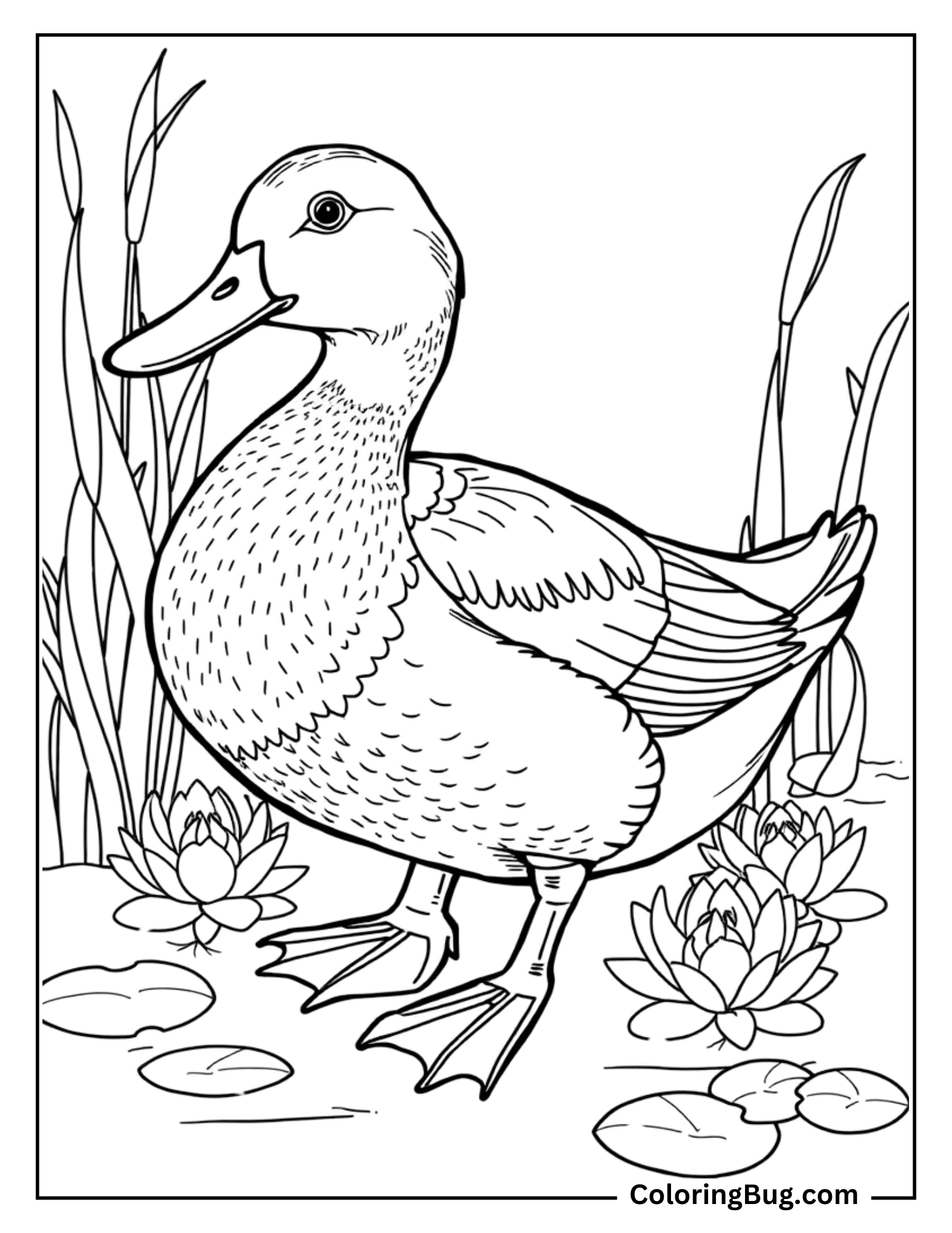 A coloring page showing a duck standing gracefully in water, surrounded by cattails and a water lily. The duck has simple feather details, and the scene captures a calm, natural pond setting, perfect for relaxing coloring.