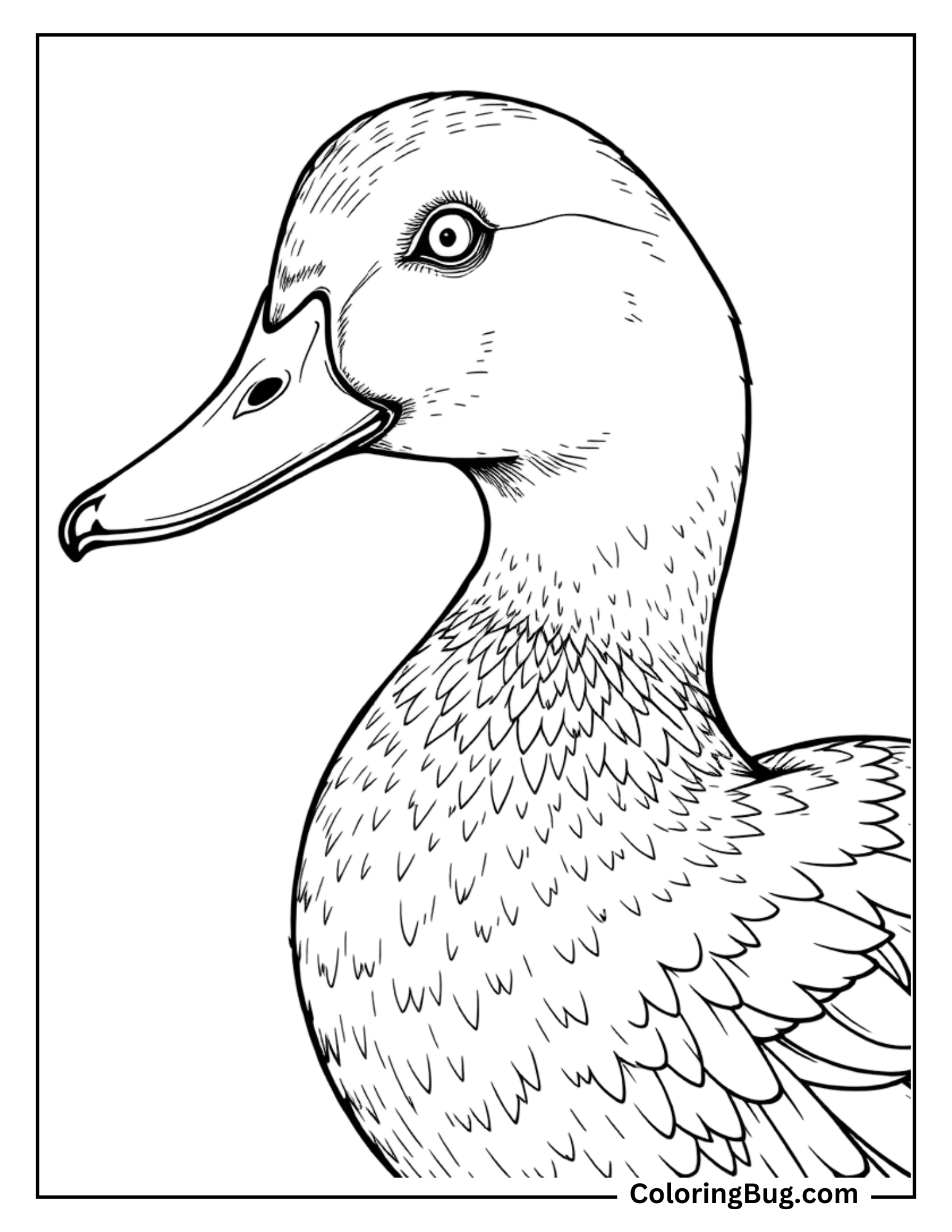 This coloring page features a close-up view of a duck’s head and upper body, capturing intricate details of its eye, beak, and feather patterns. The feathers around the neck are finely illustrated, providing plenty of texture for shading and coloring. 