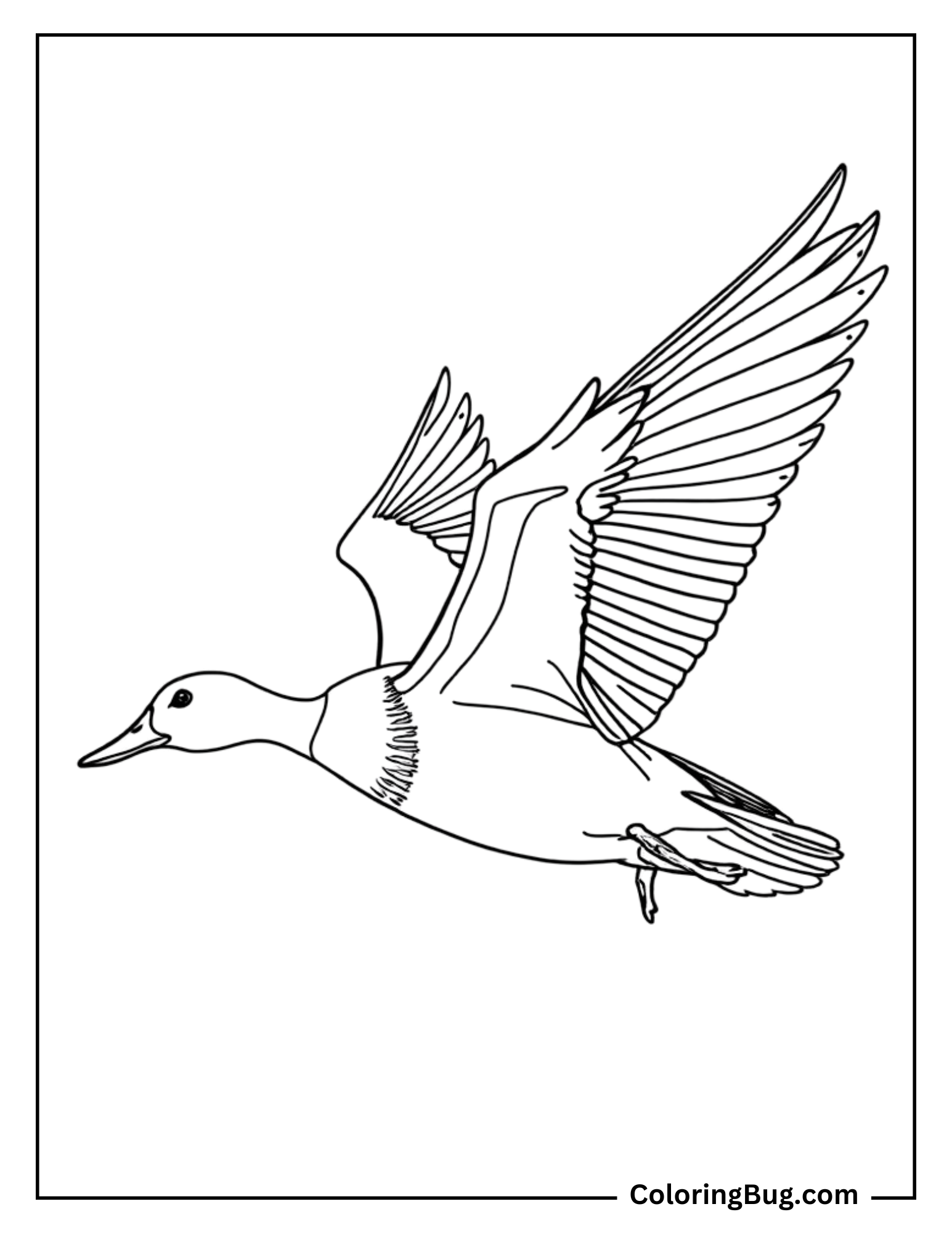 Coloring page of a flying mallard duck with wings spread wide. The detailed feather outline captures the grace of the duck in mid-flight, against a simple background.