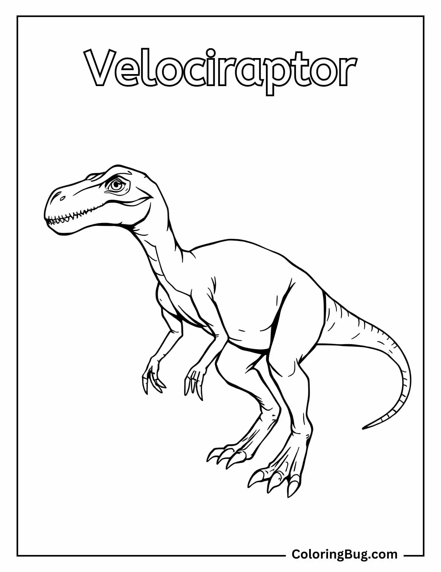 A simple yet accurate coloring sheet of a Velociraptor, standing upright with its body slightly angled to the side.