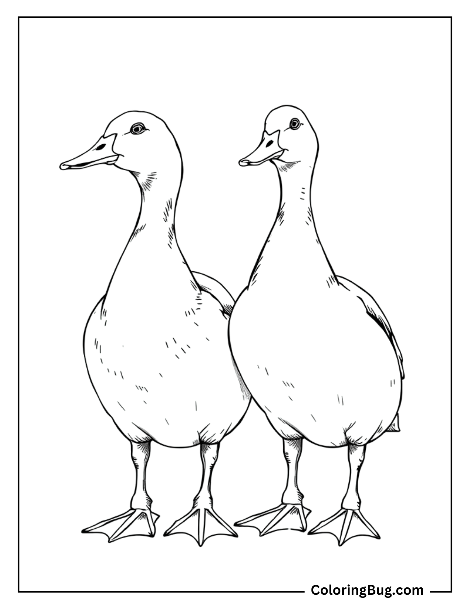 This coloring page features two ducks standing side by side, facing forward.