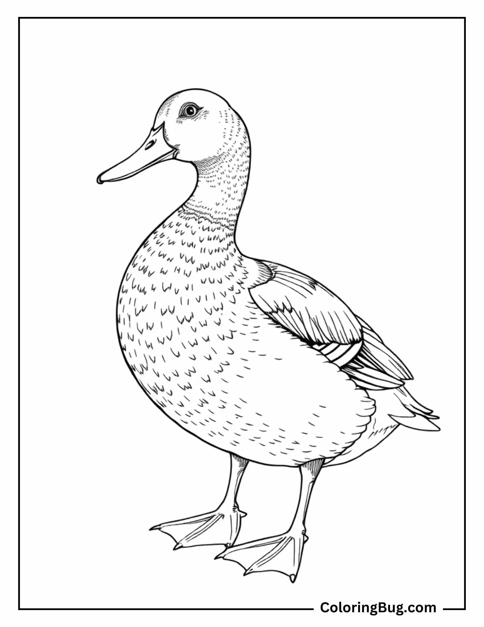 A detailed coloring page featuring a realistic duck standing upright, showcasing intricate feather patterns and naturalistic details.