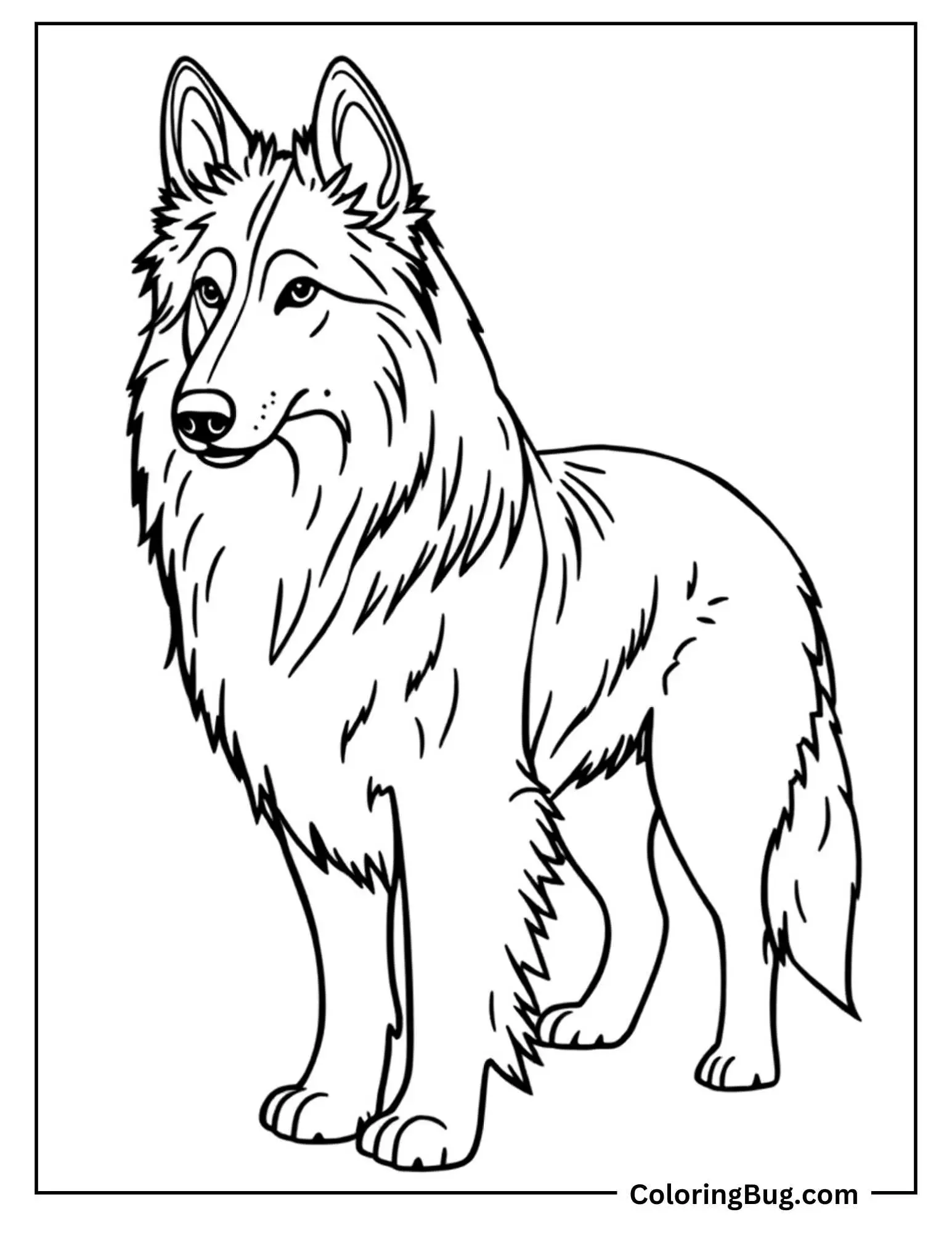 Collie Dog coloring sheet