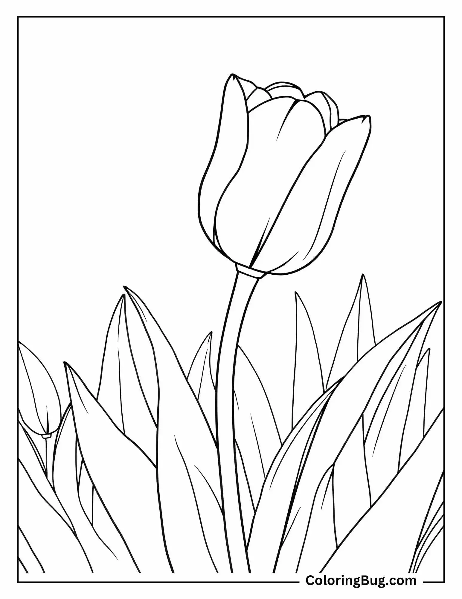 Big Tulip Blooming Coloring Sheet