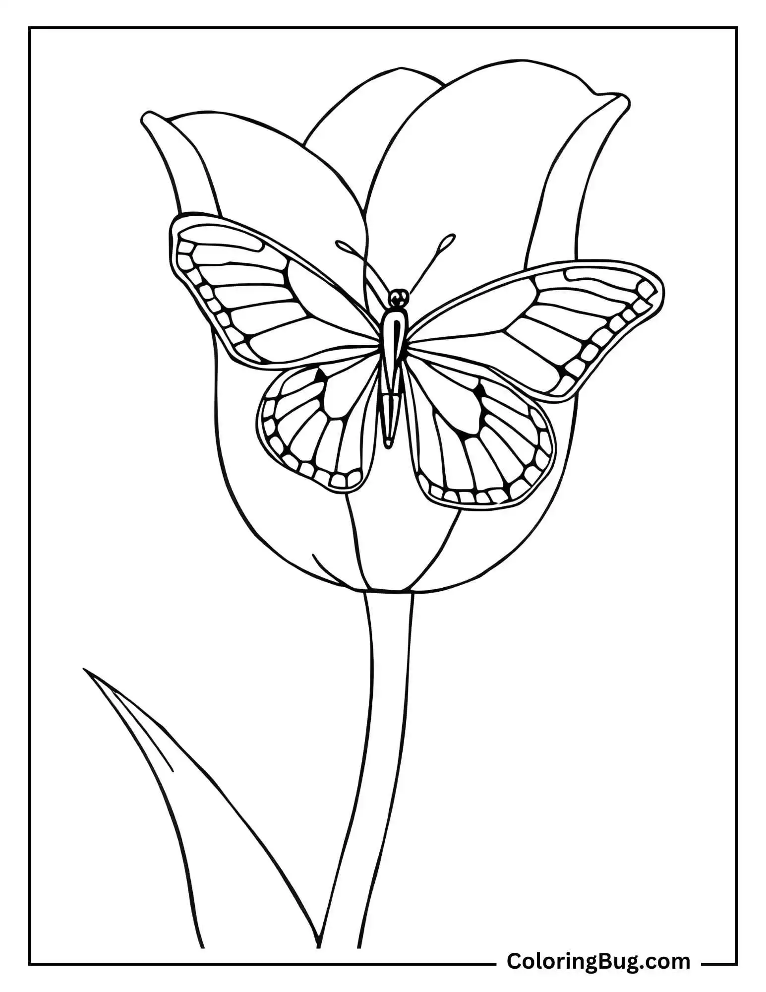 Butterfly On Tulip Coloring Sheet