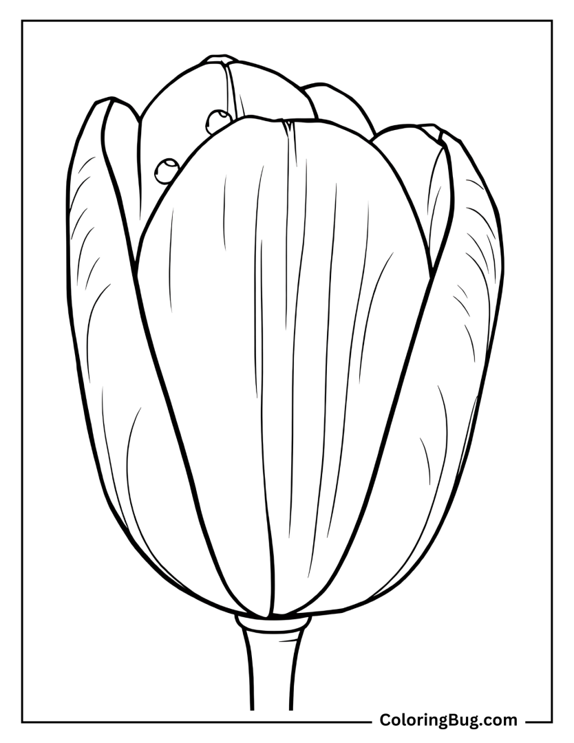30 Tulip Coloring Pages (Free Printable PDFs)
