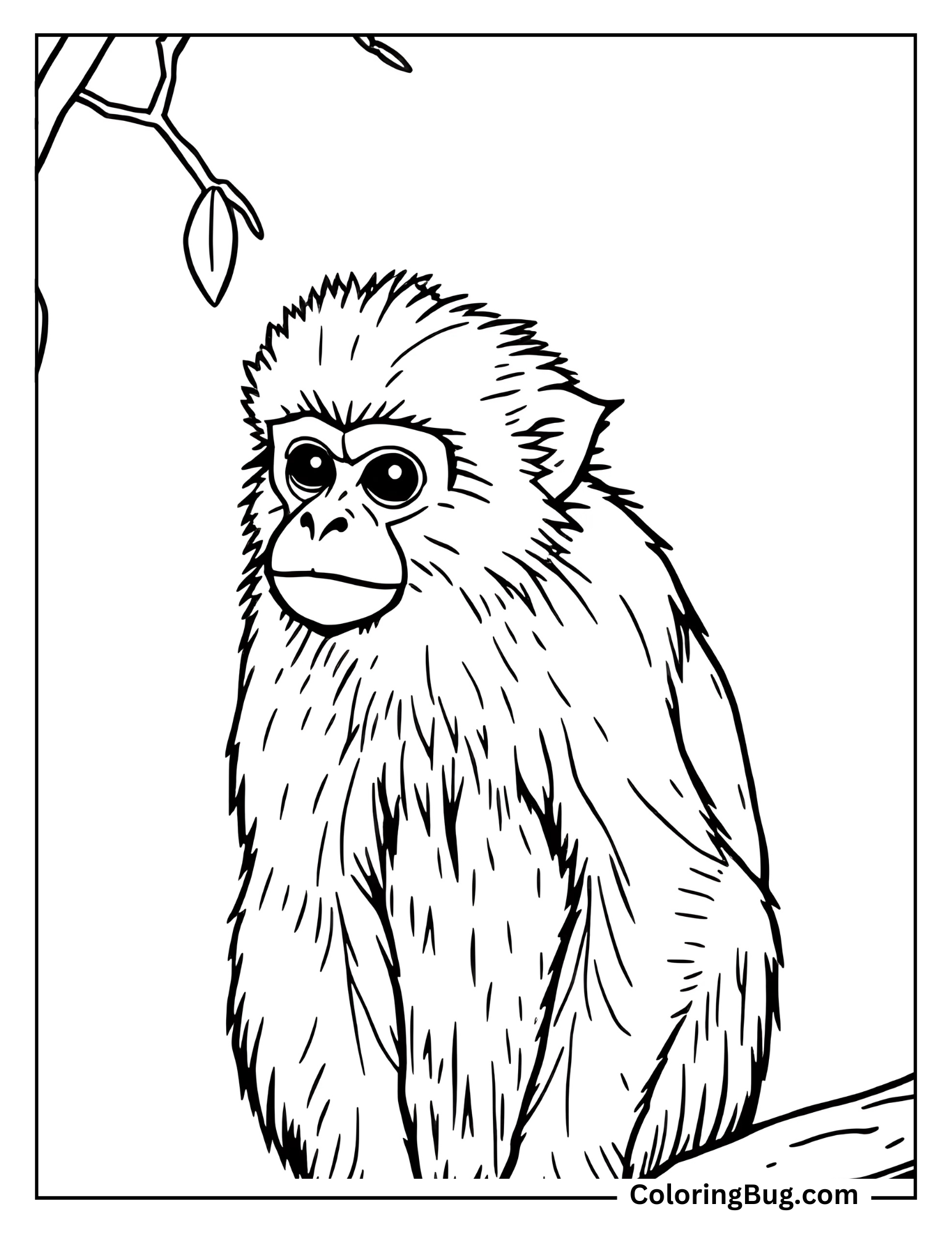 Golden Snub-Nosed Monkey Coloring Sheet
