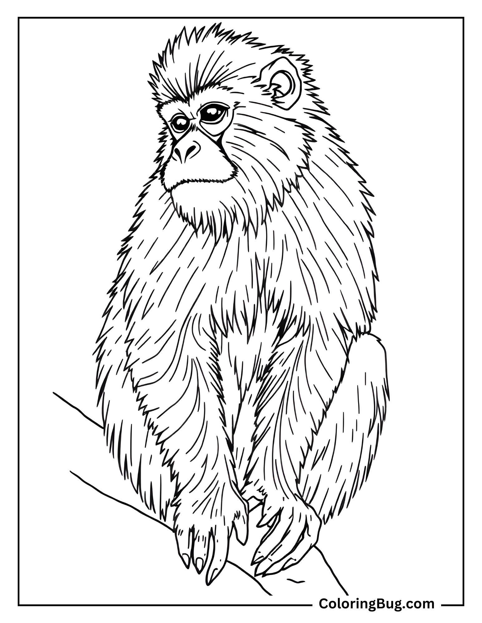 Howler Monkey Coloring Sheet