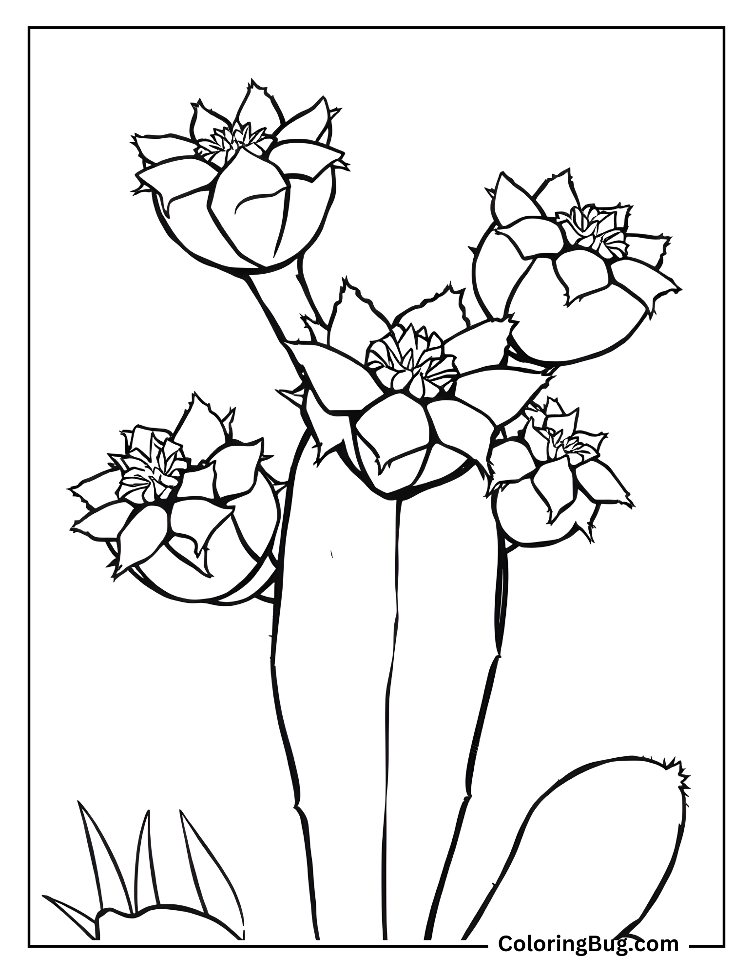 Prickly Pear Cactus Coloring Sheet