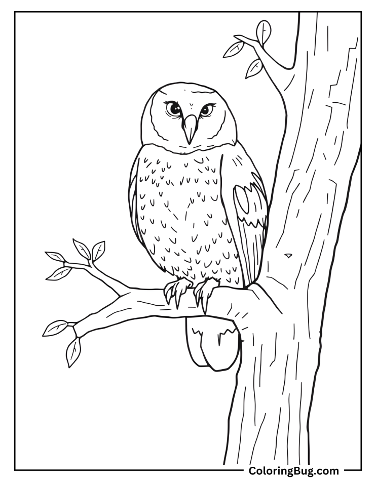 60+ Owl Coloring Pages (Free printable PDFs)