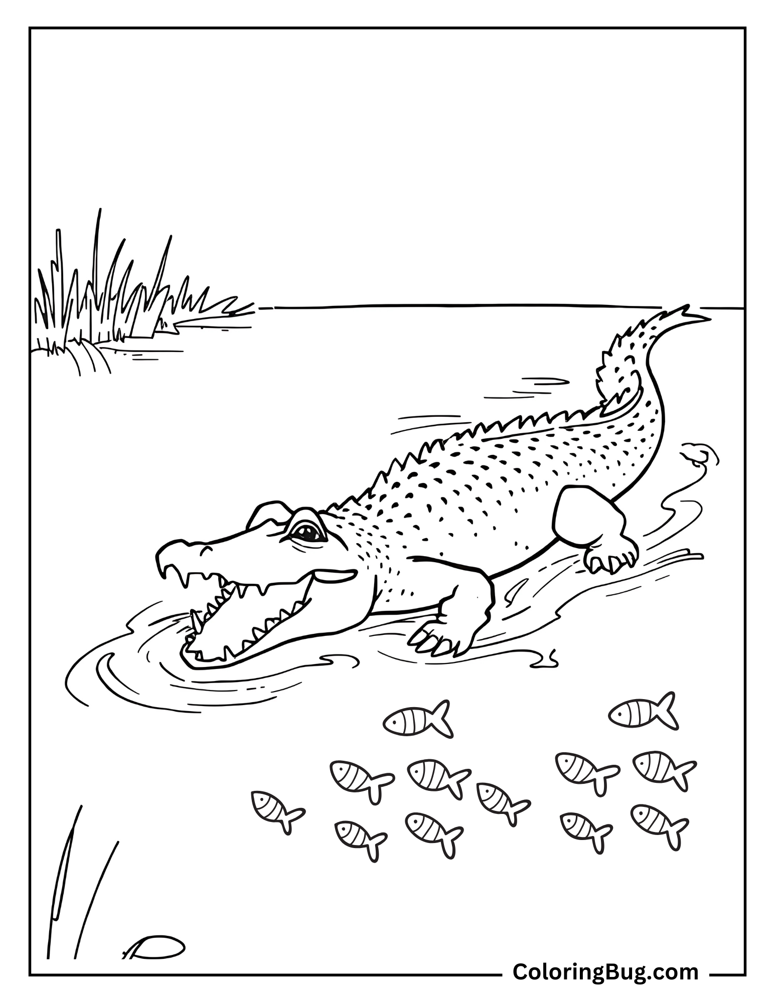 Alligator Chasing a School of Fish Near the Surface of Pond Coloring Sheet