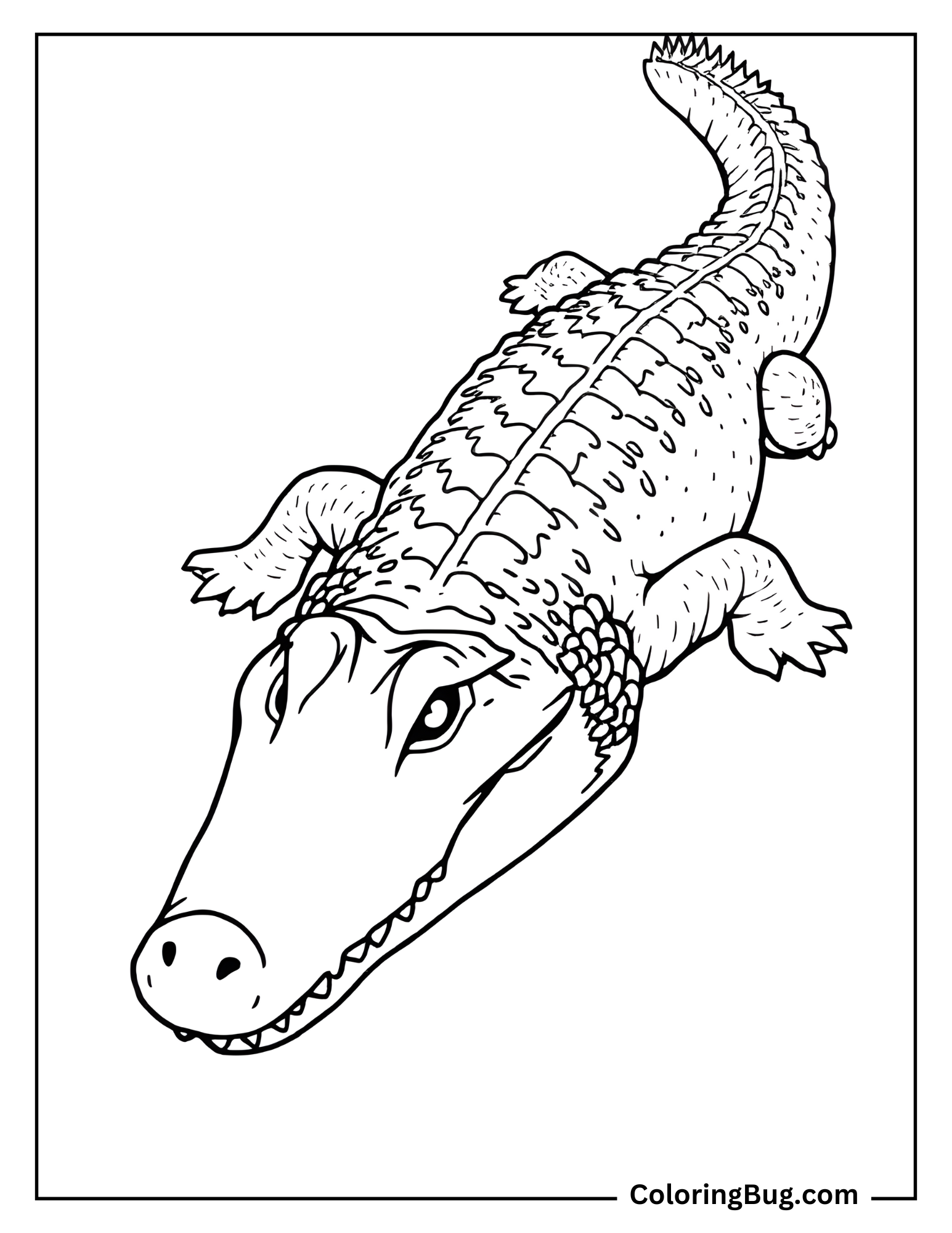 American Crocodile coloring Sheet