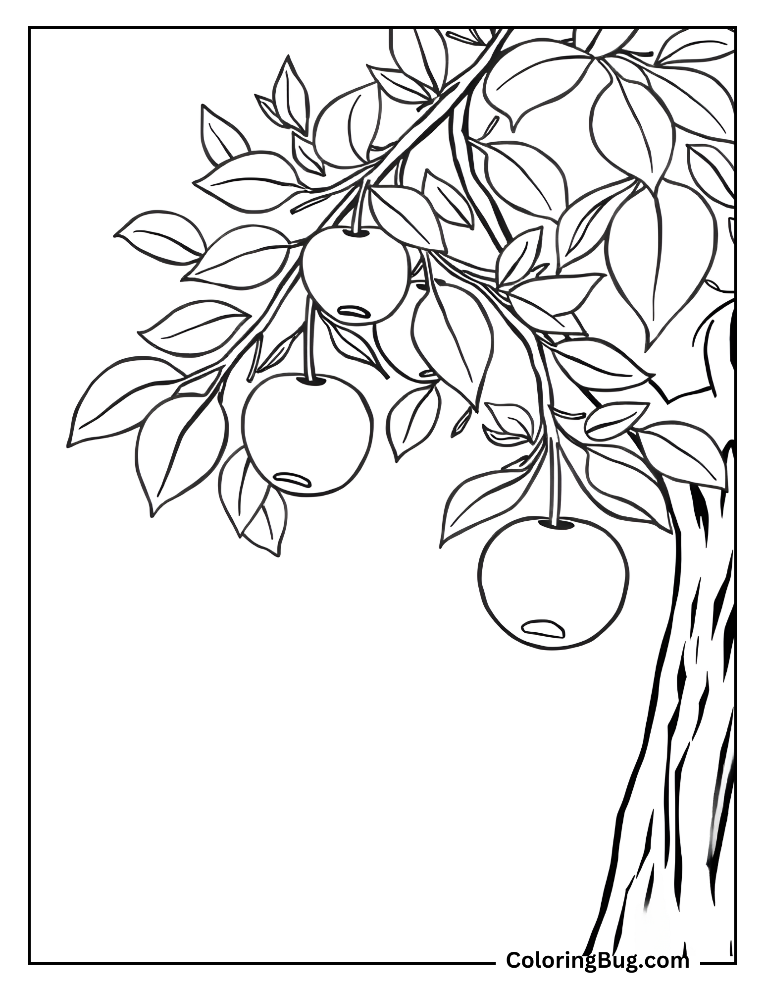 Apples Hanging From The Branches coloring Sheet