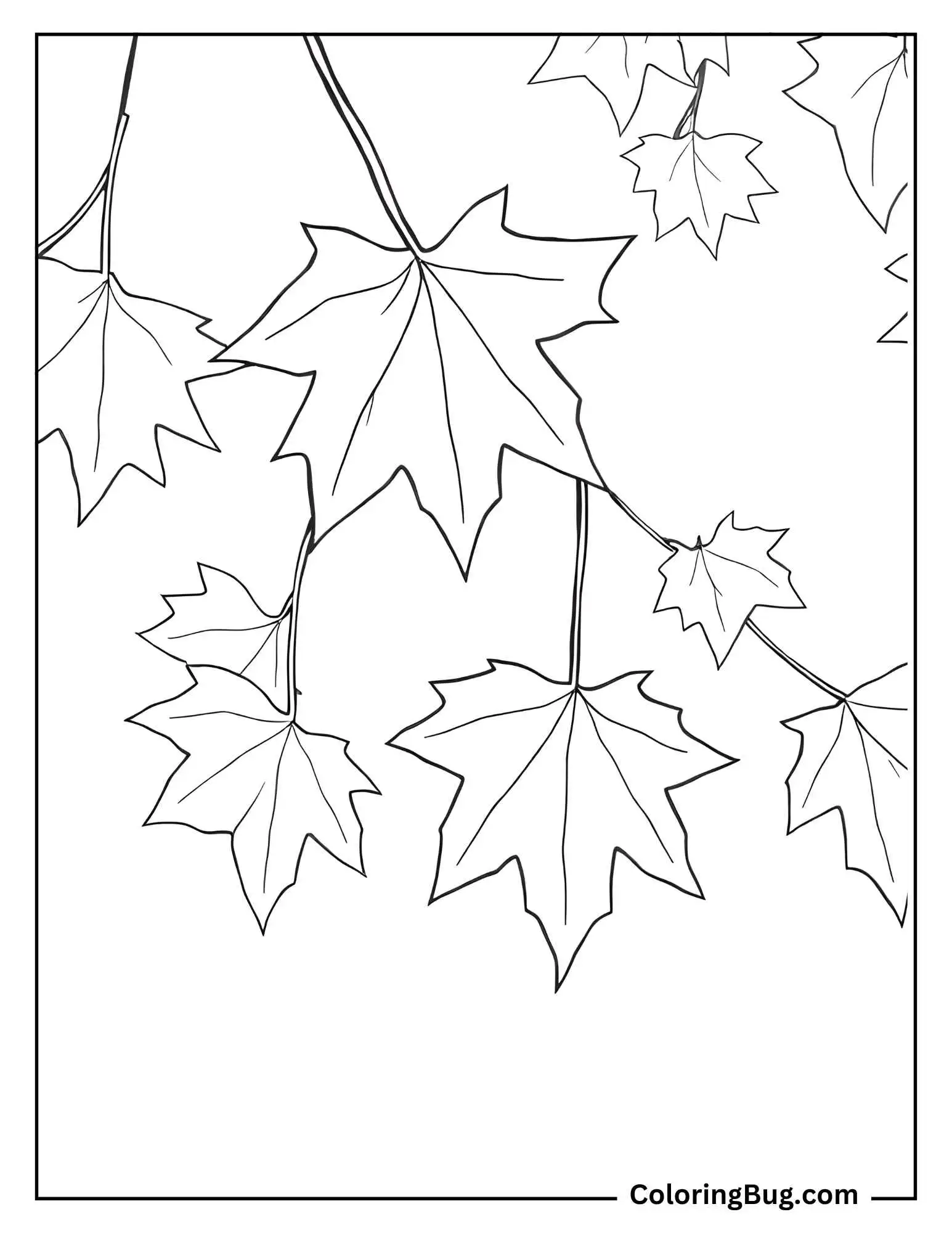 Autumn Maple Leaves Coloring Sheet
