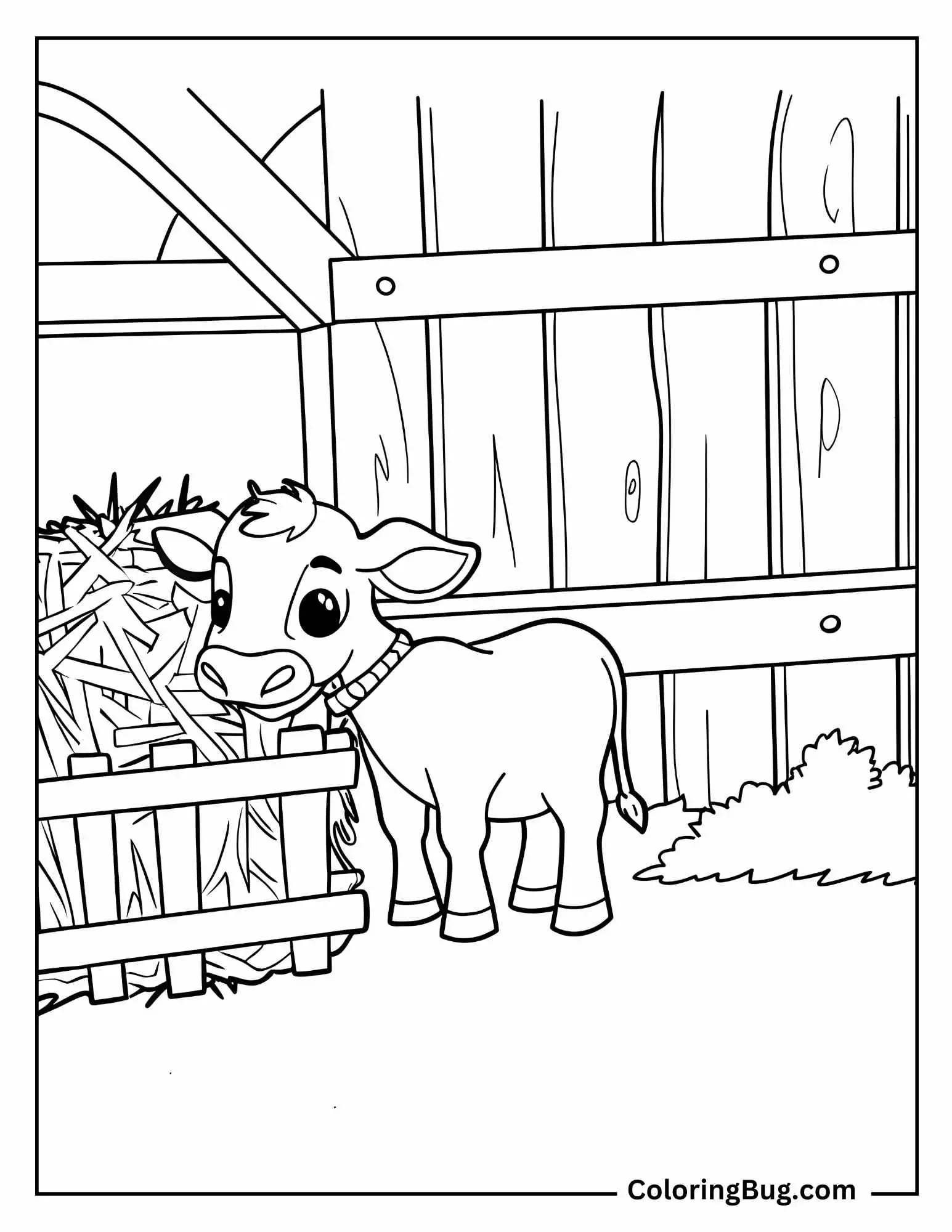 Baby Cow Eating Hay In Cozy Barn Coloring Sheet