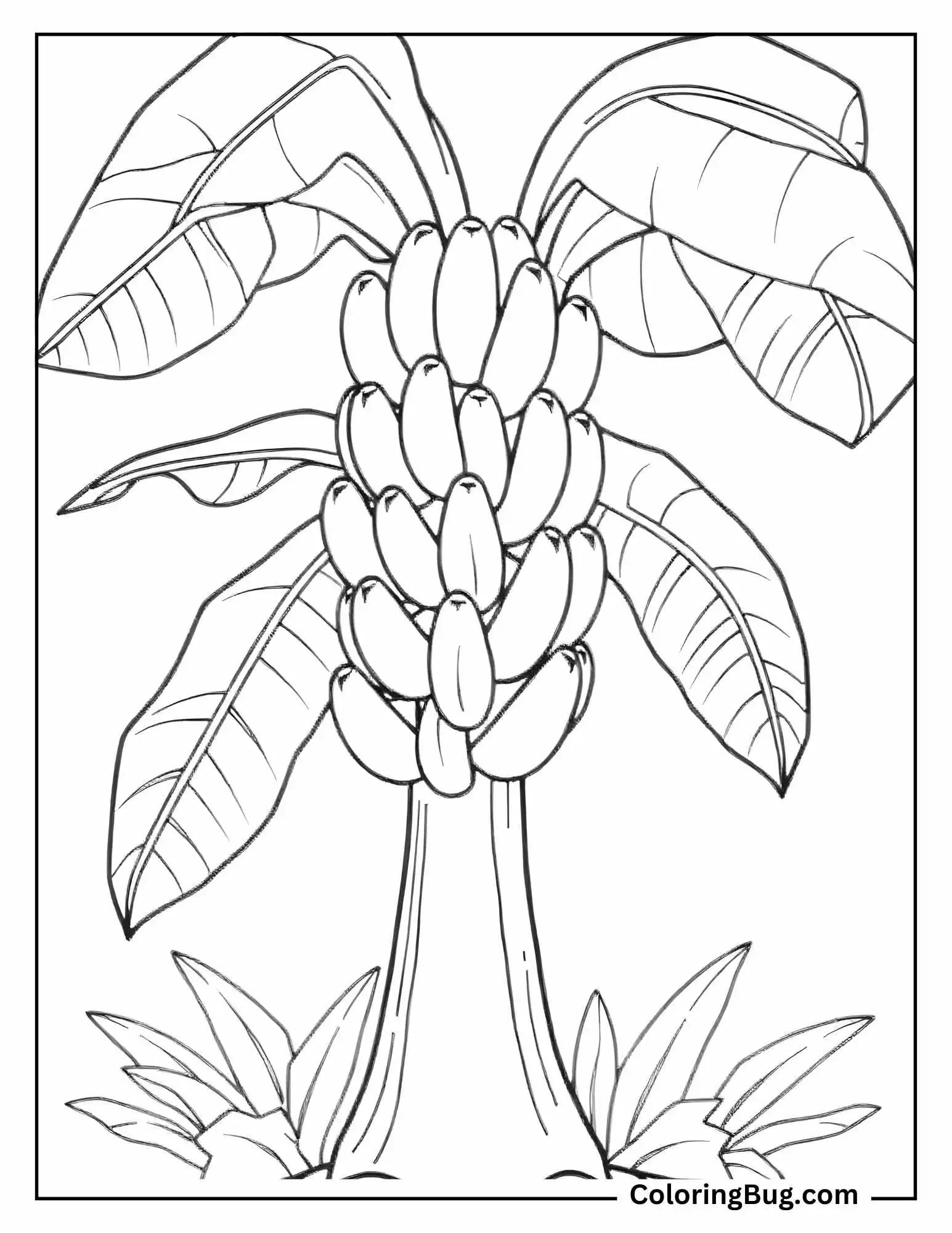 Banana Plant coloring Sheet