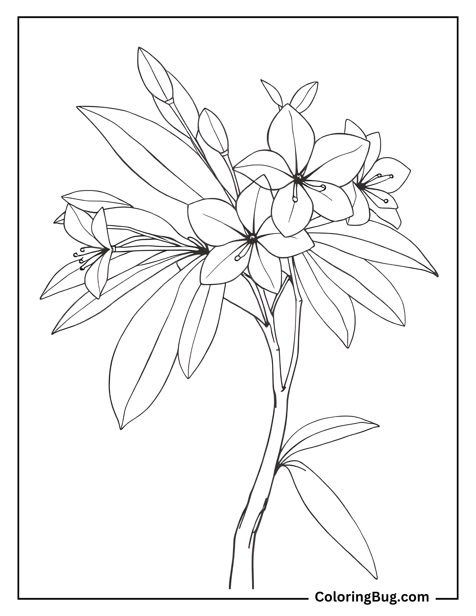 Bauhinia Tropical Orchid Tree Coloring Sheet