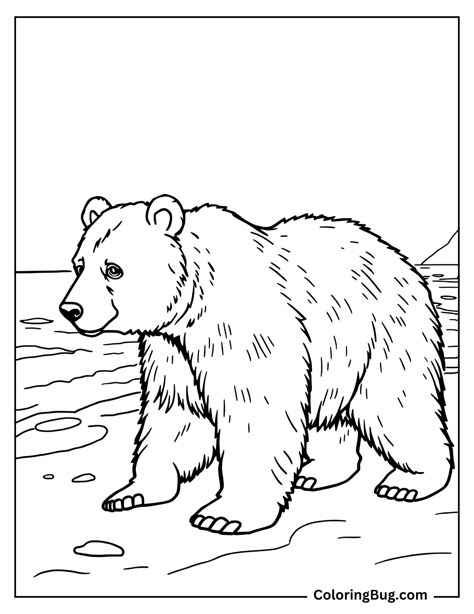 Bear Walking Across Beach Coloring Sheet