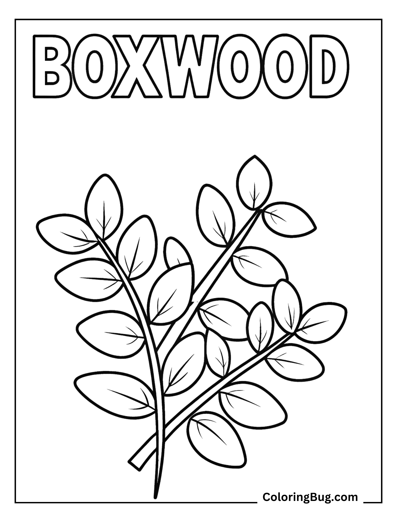 Boxwood Leaves Coloring Sheet