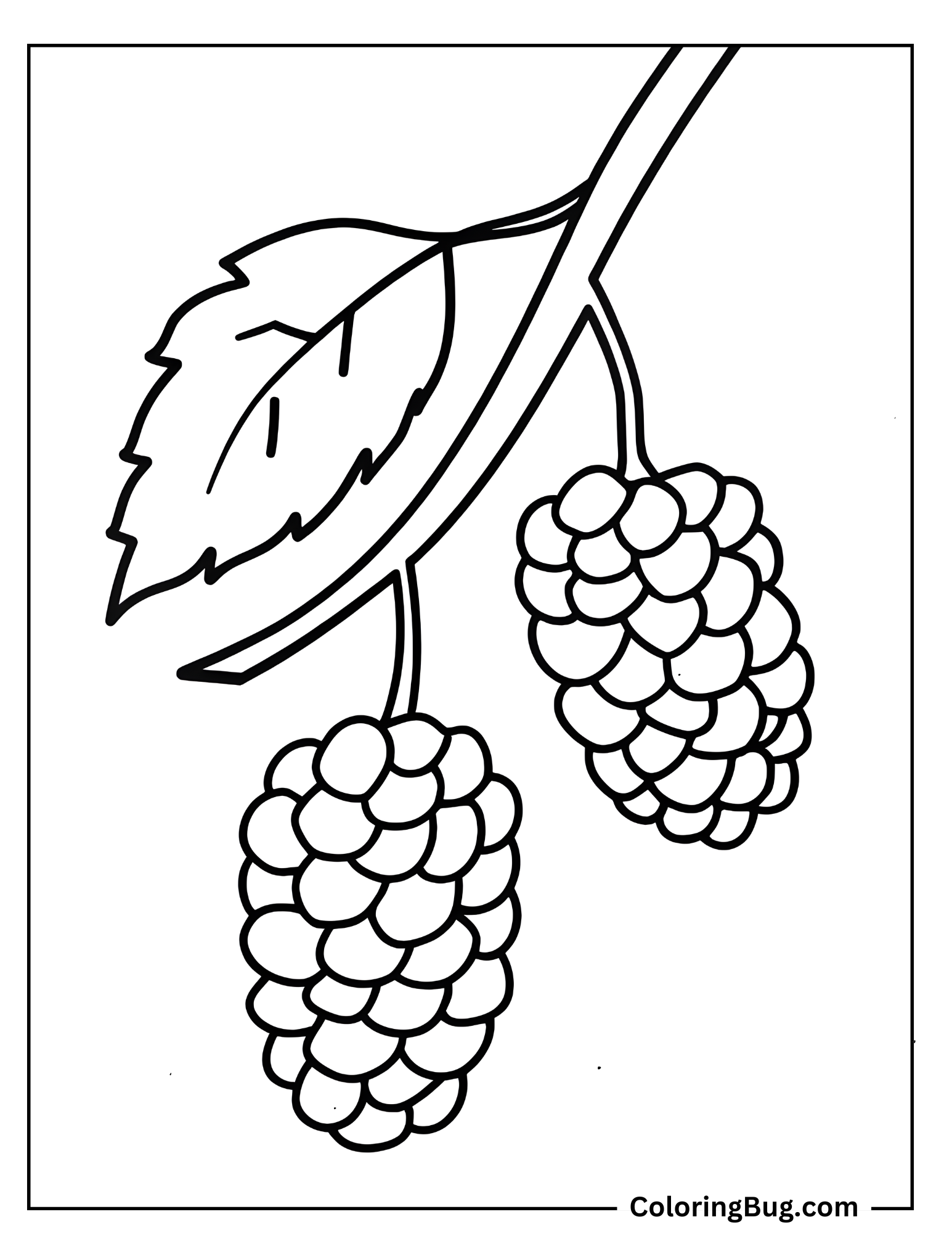 Branch With Mulberries Hanging Coloring Sheet