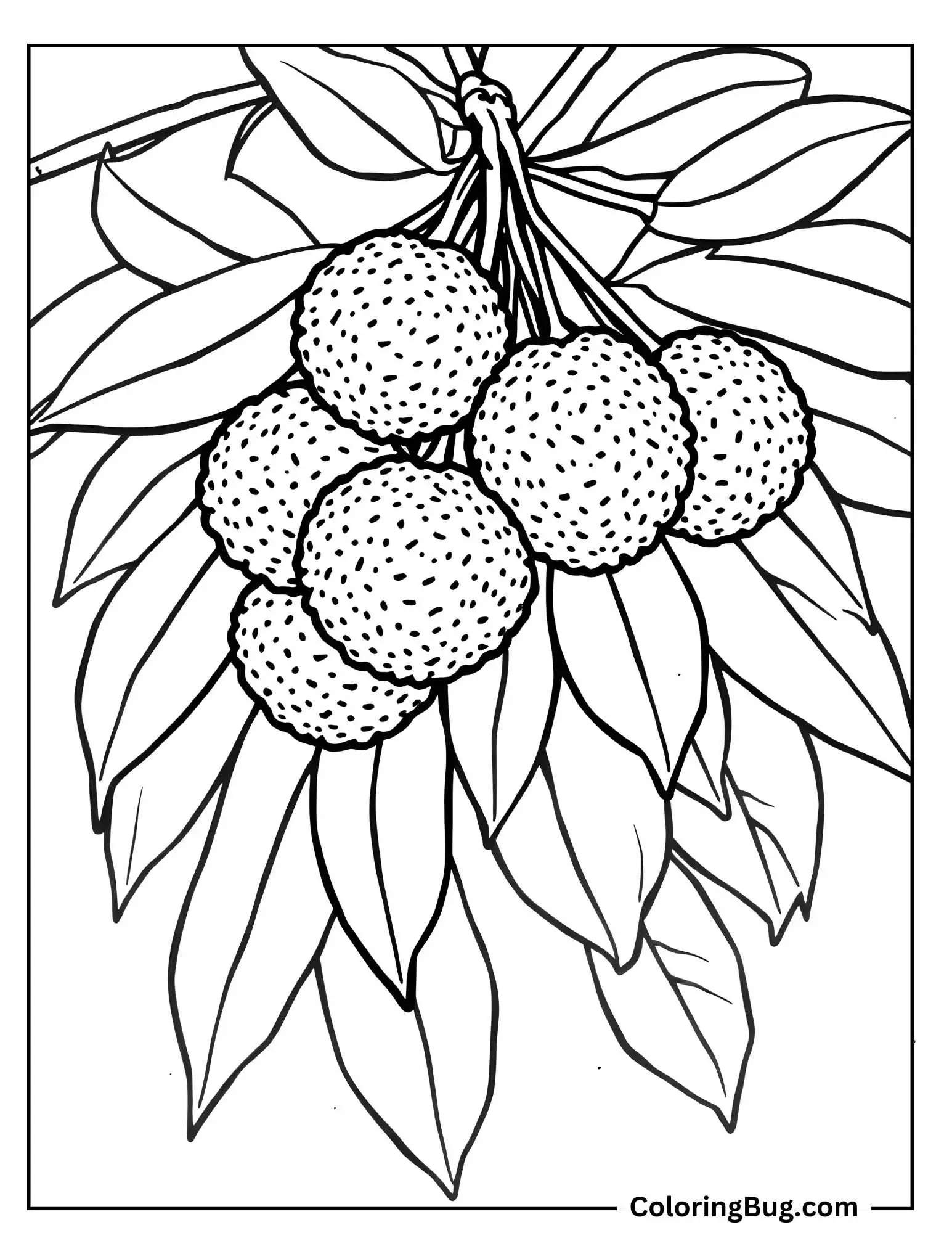 Bunch Of Lychee Coloring Sheet