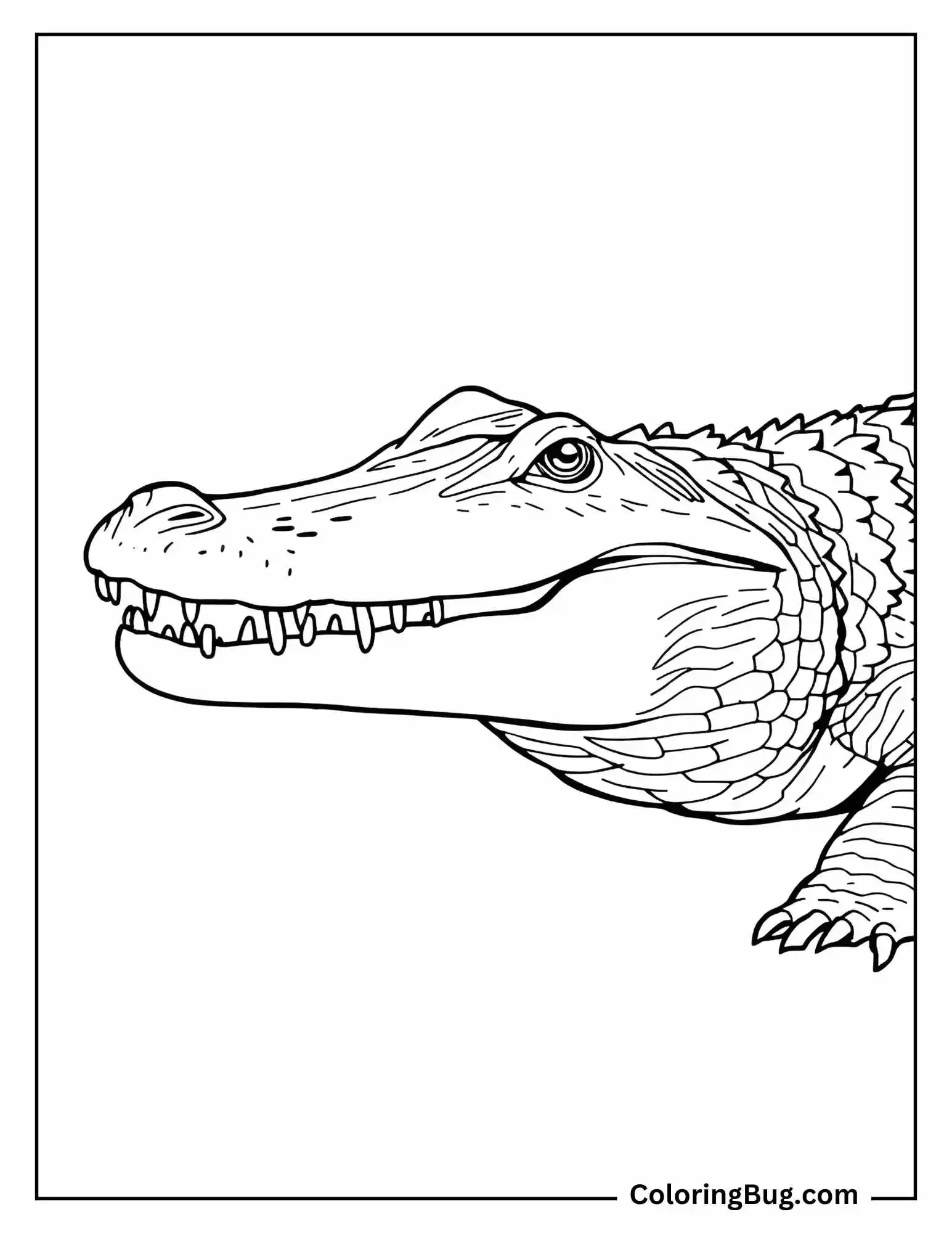 Clos up of Realistic Crocodile Coloring Sheet