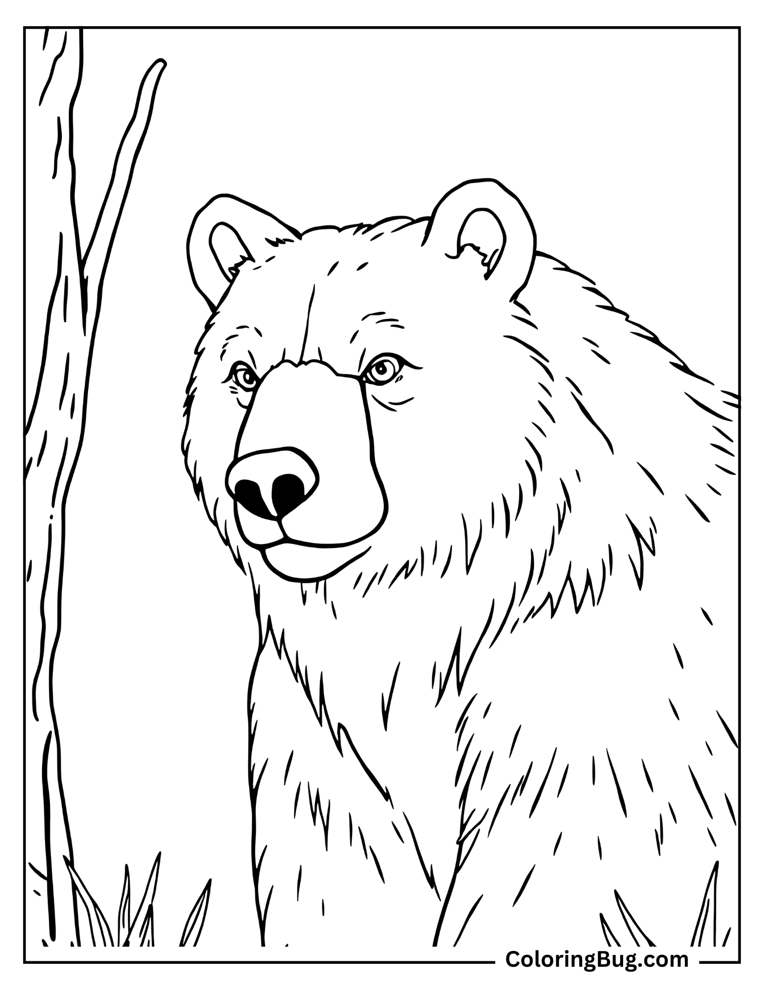 Close-up of Realistic Bear Coloring Sheet