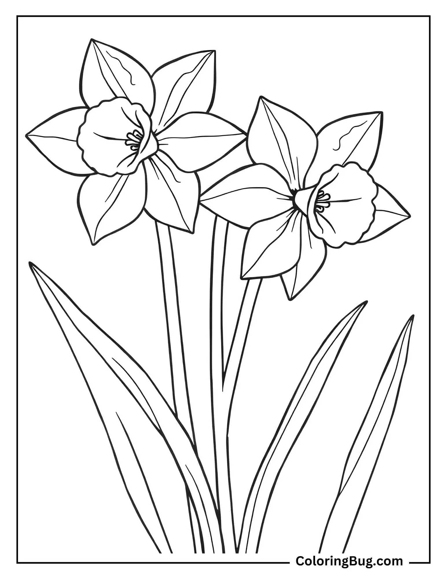 Daffodils Leaves Coloring Sheet