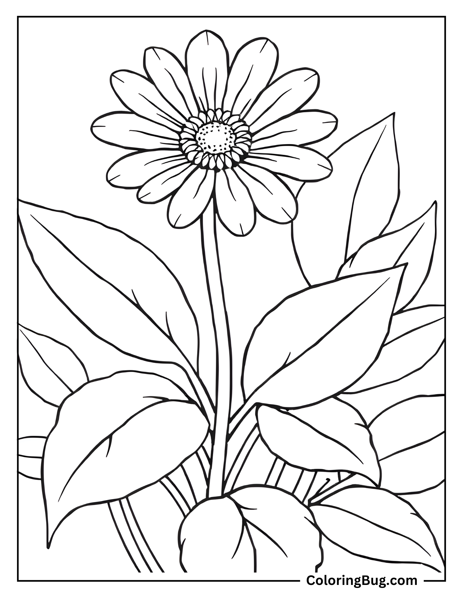 Daisy With Leaves Coloring Sheet