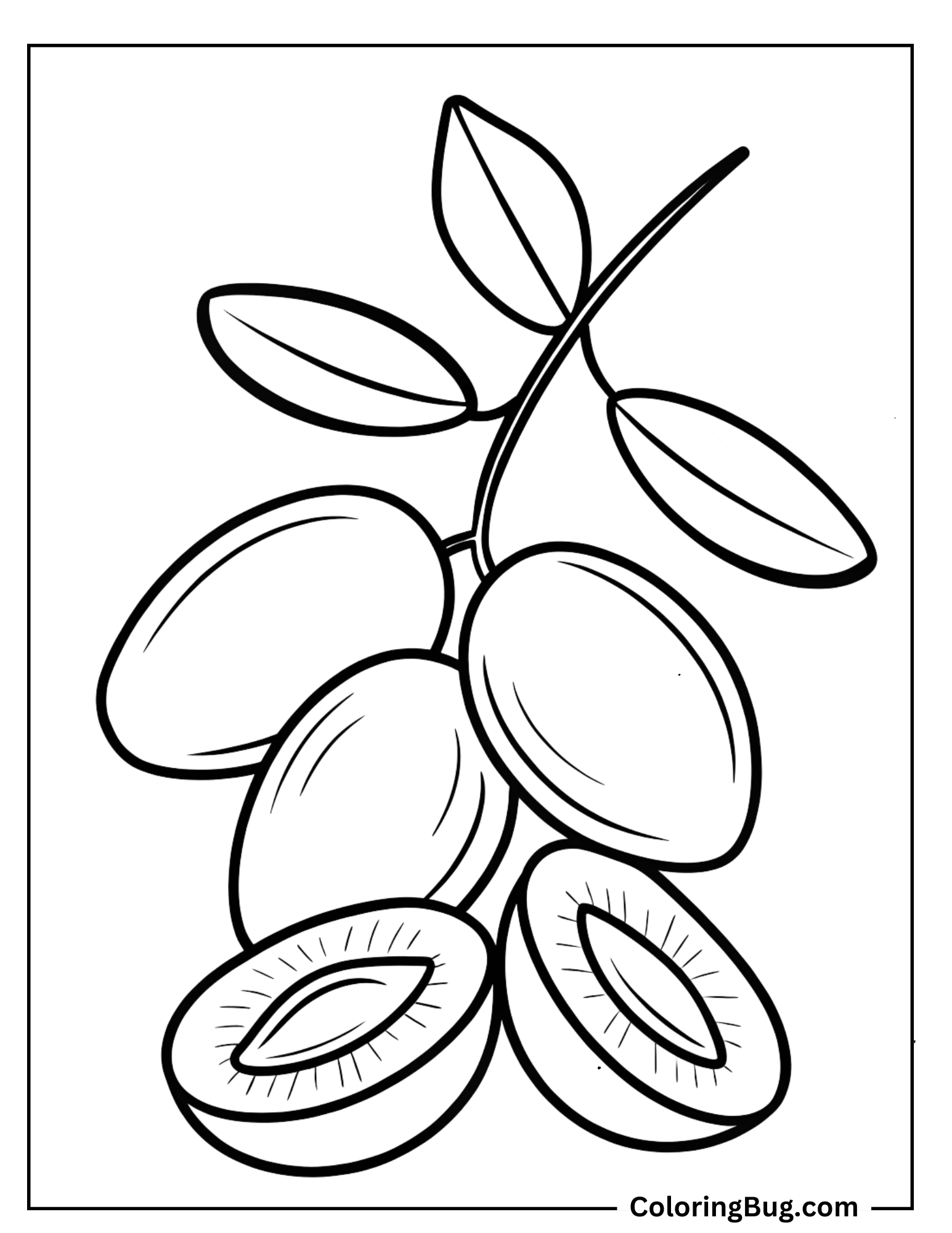 Date Palm Fruit Coloring Sheet