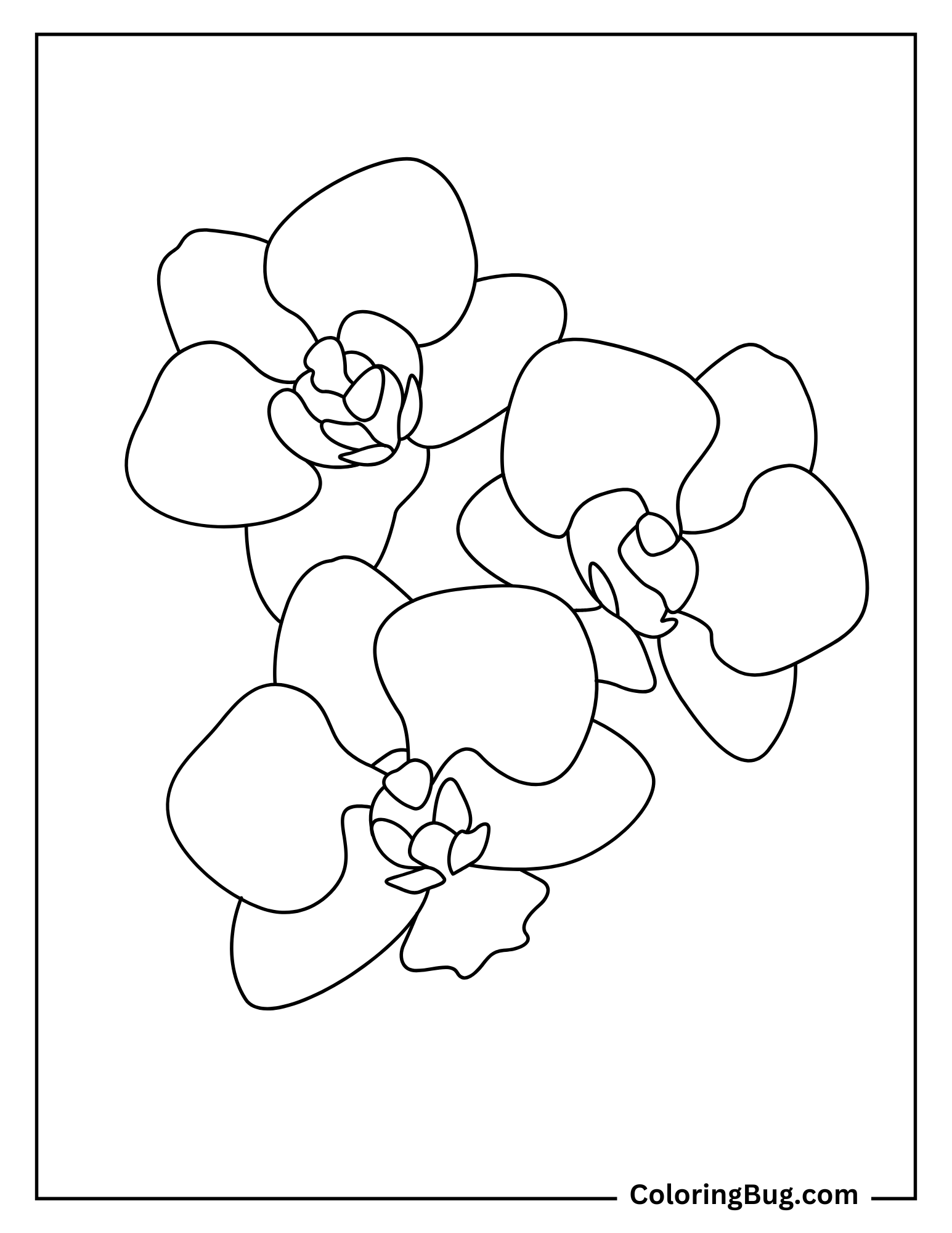 Easy Outline of Orchid Coloring Sheet