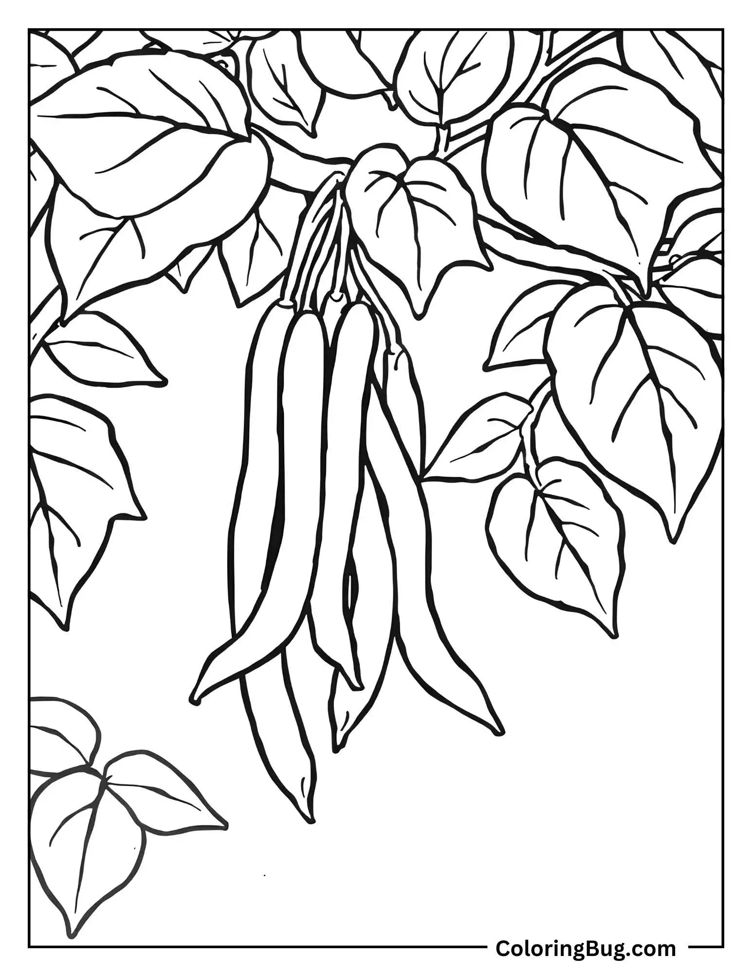 Group Of Green Beans Hanging On a Vine Coloring Sheet