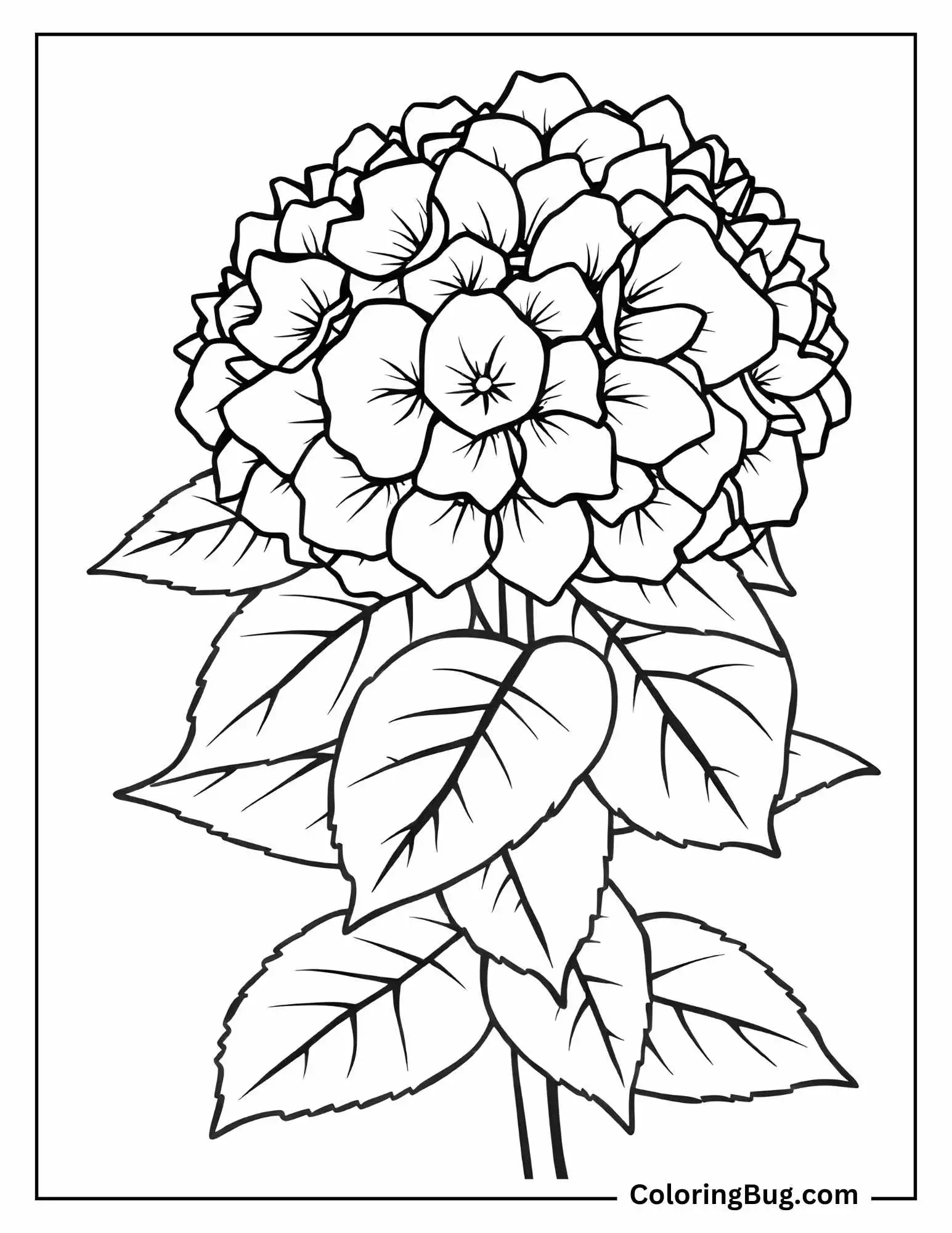 Hydrangeas Leaves Coloring Sheet