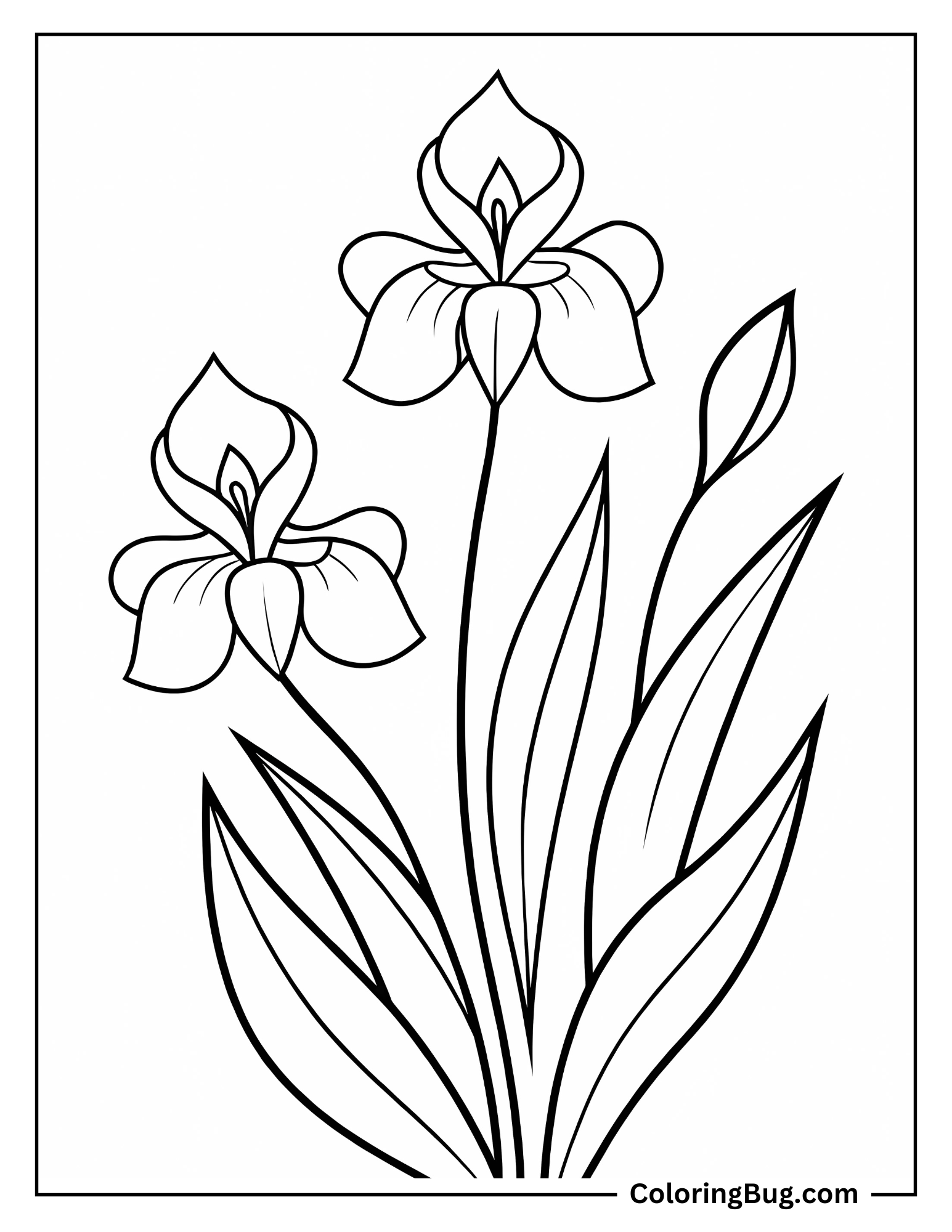  Iris Flower With Leaves Coloring Sheet