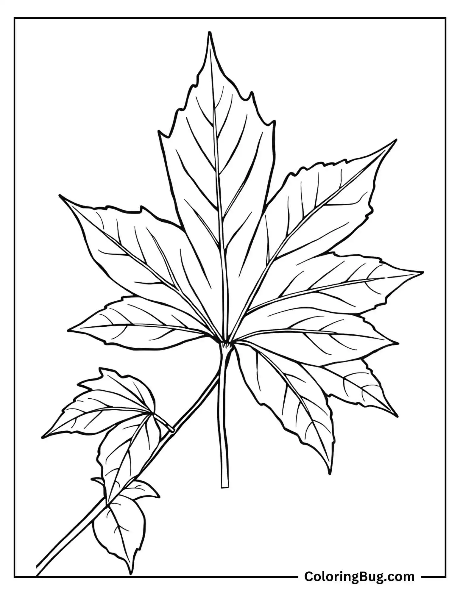 Japanese Maple Fall Leaf coloring Sheet