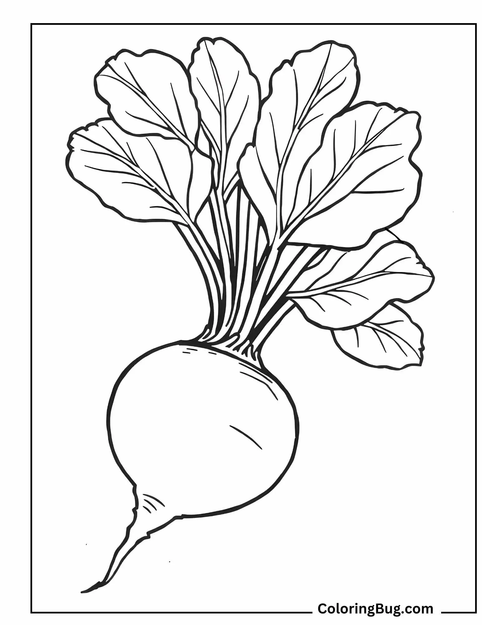 Large Beetroot With Rich Red Skin Coloring Sheet