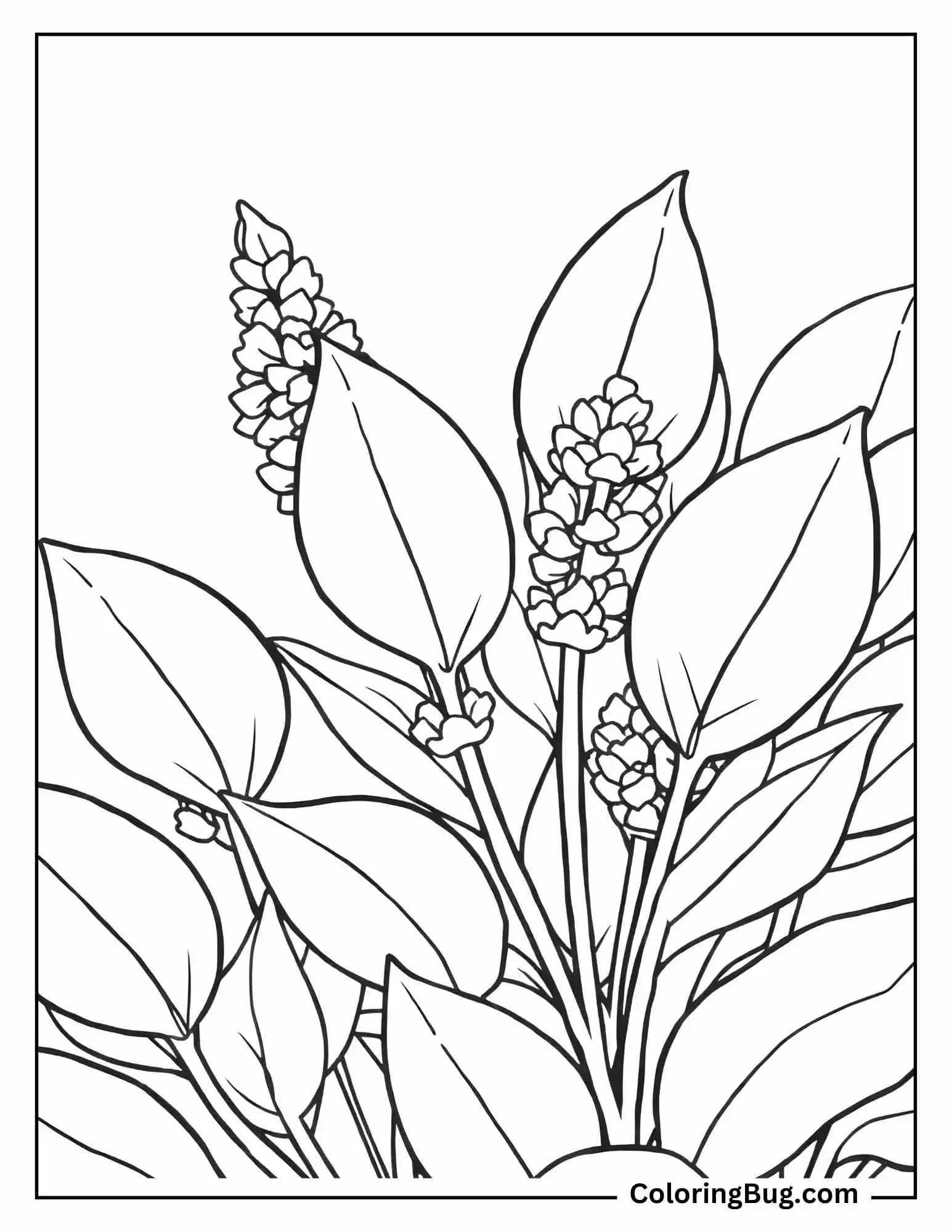 Lavender Leaves Coloring Sheet