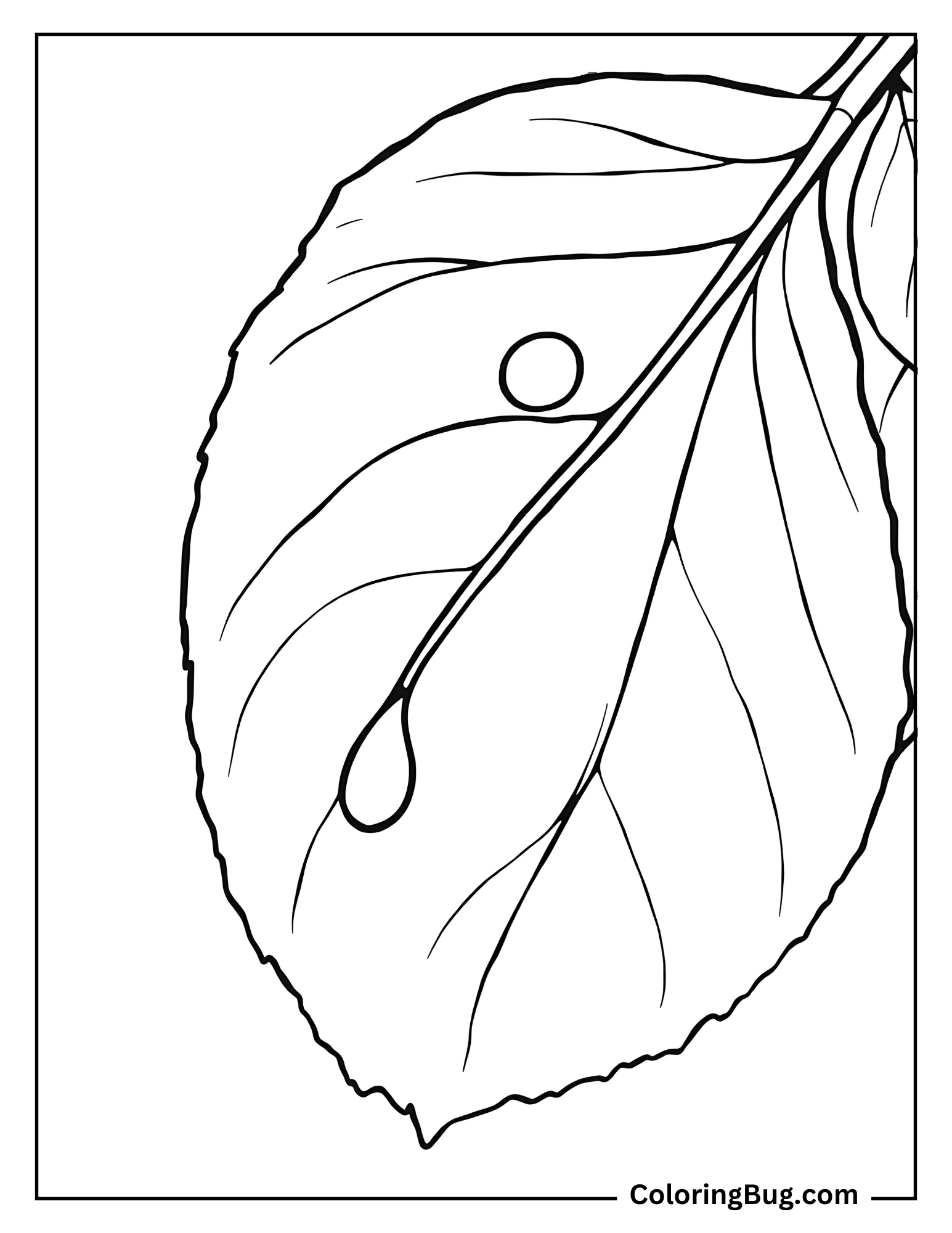 Leaf With Drops of Dew on It Coloring Sheet