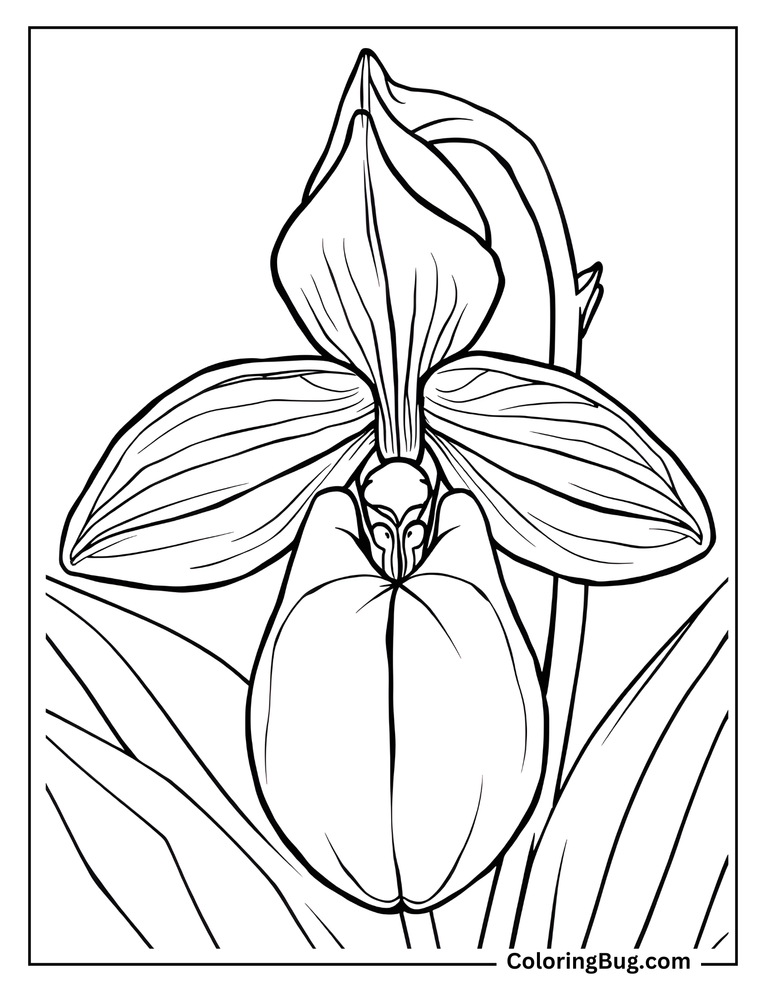 Mountain Lady Slipper Orchid Coloring Sheet
