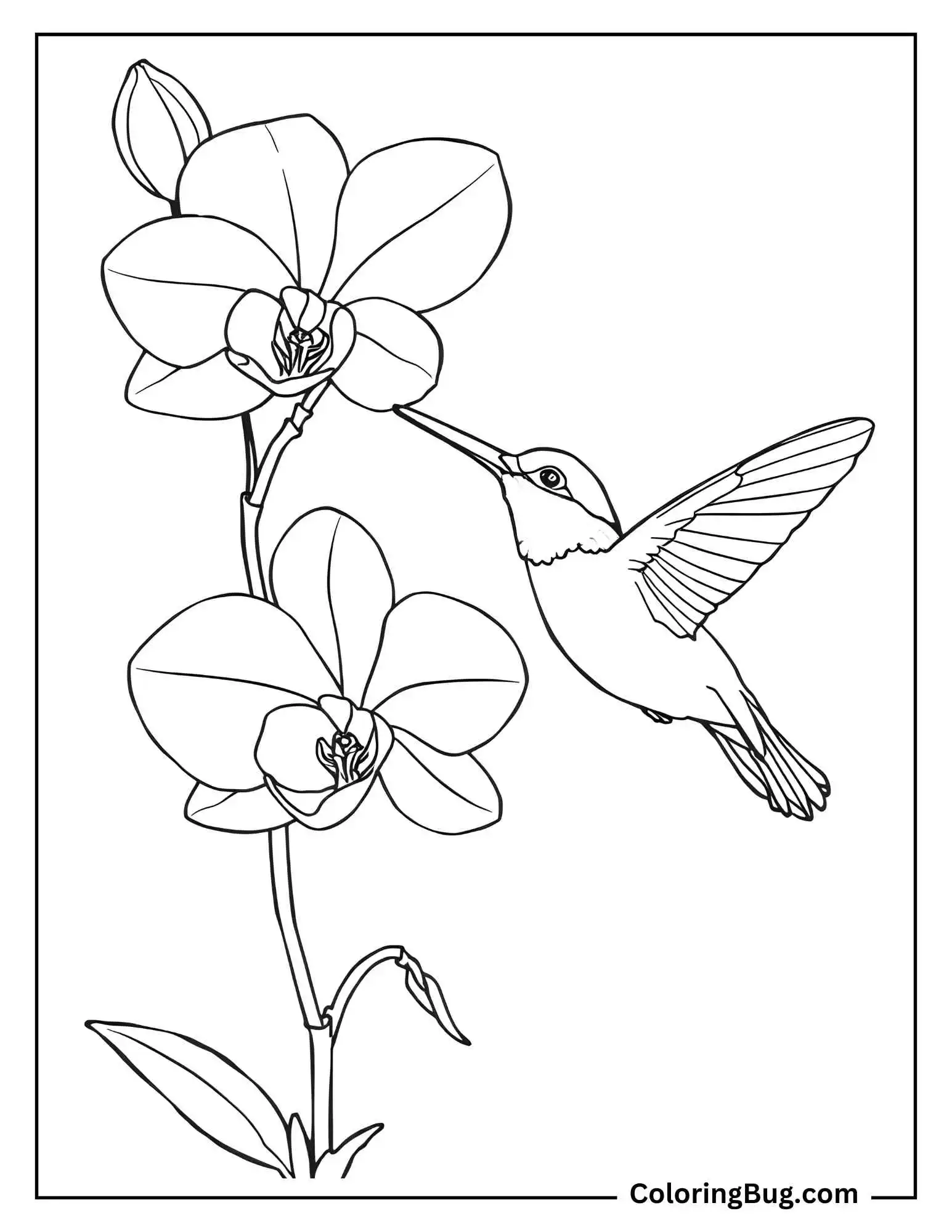 Orchid Next to Hummingbird Sipping Nectar coloring sheet