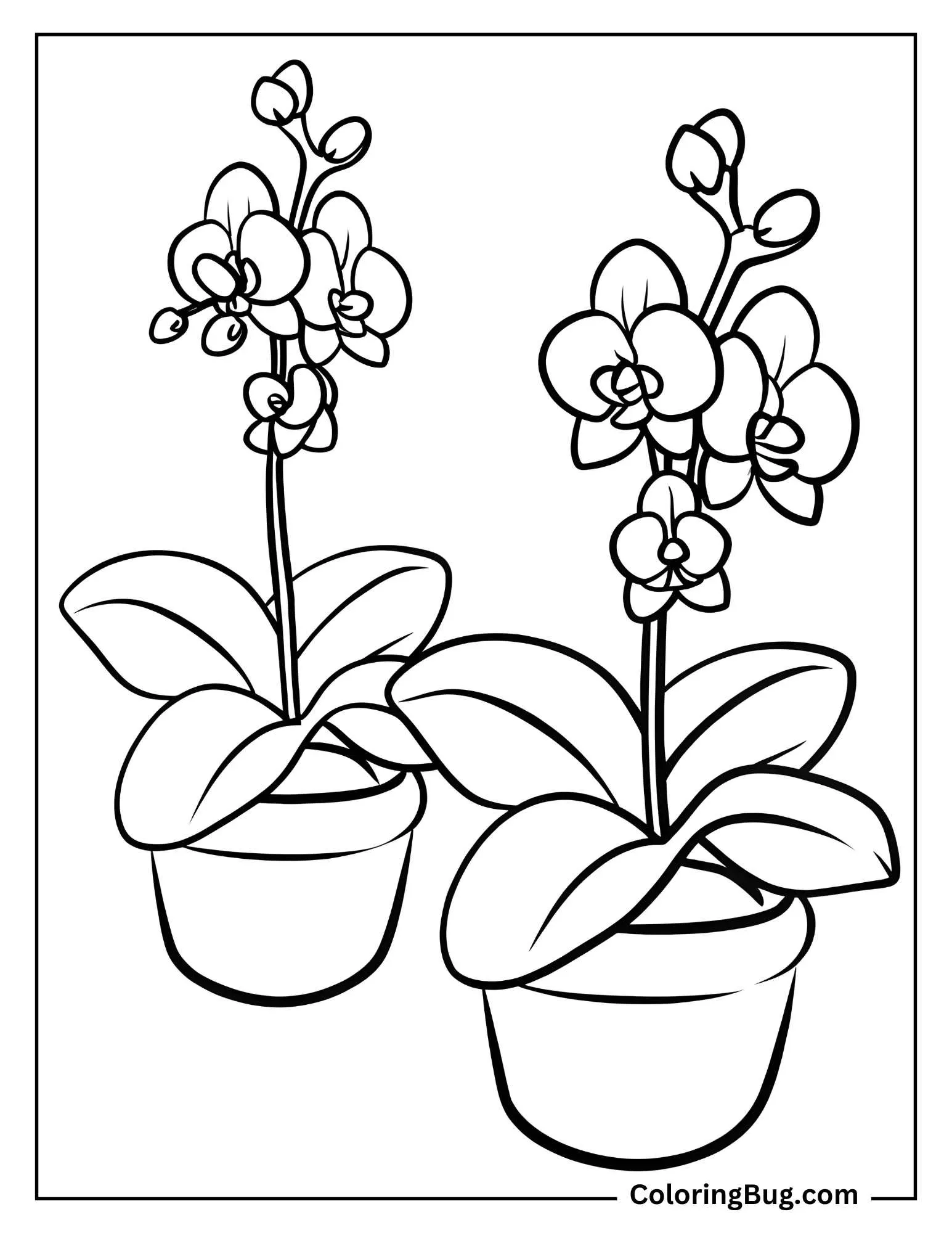 Orchid Plants in Pots coloring sheet