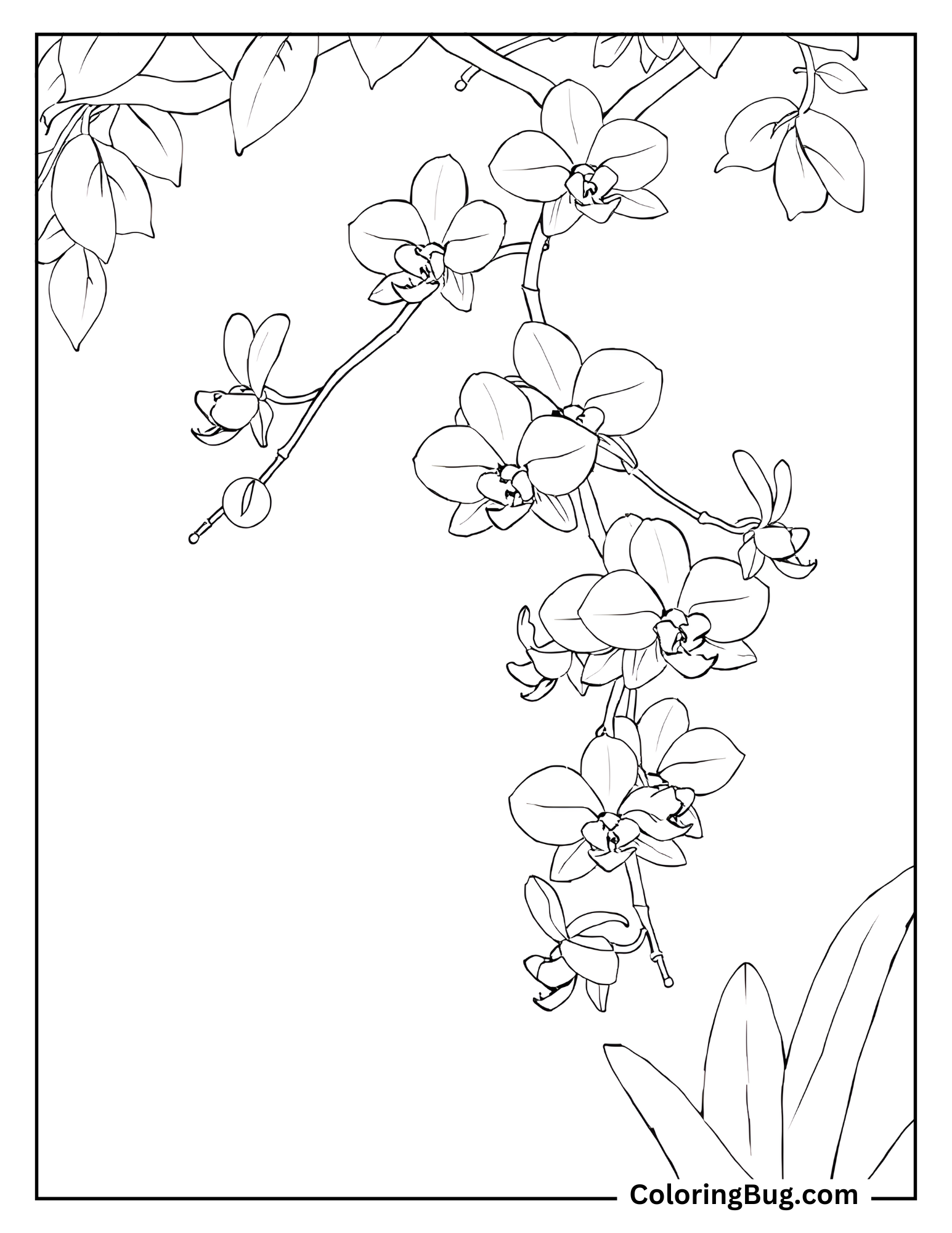 Orchids Hanging From The Branches of Tree Coloring Sheet
