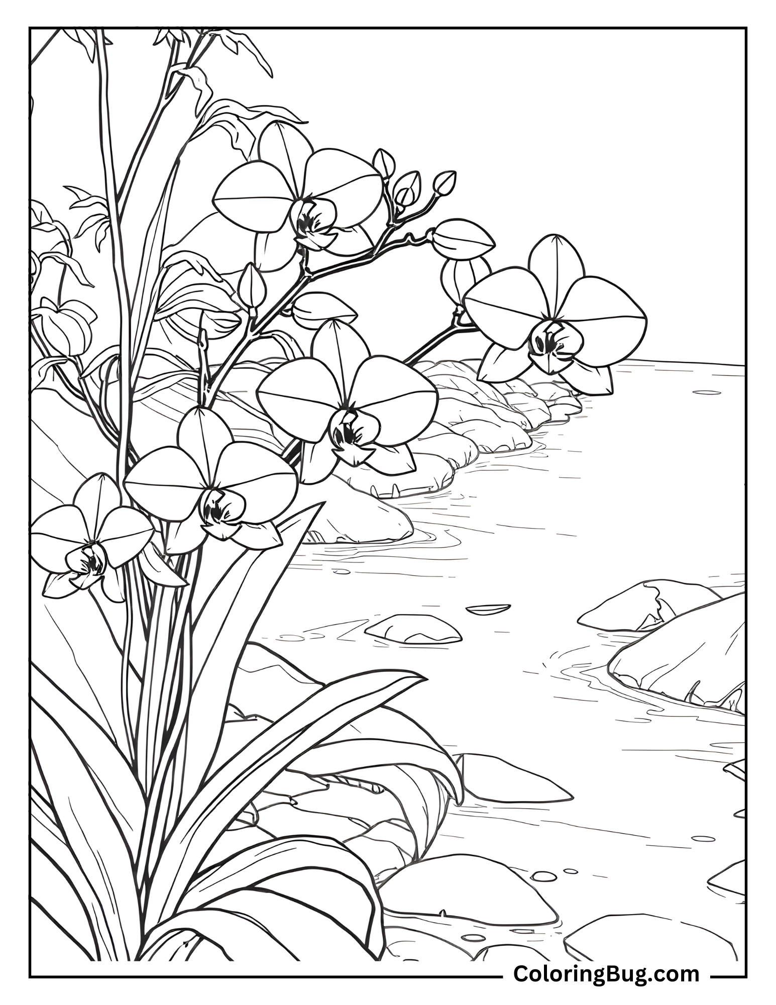 Orchids Near River Bank Coloring Sheet