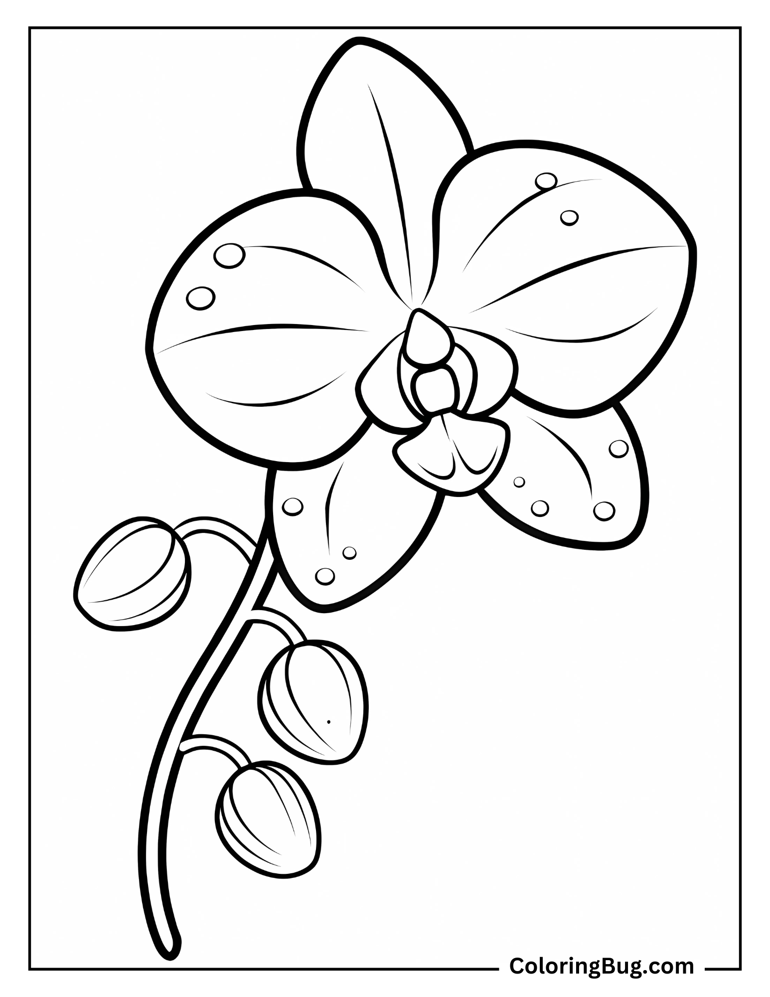  Orchids With Dew Drops on it Coloring Sheet