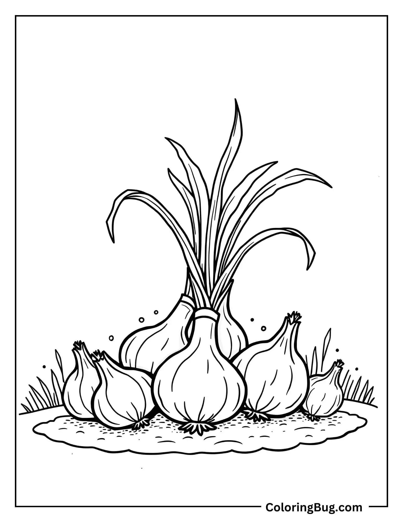 Pile Of Onions With Papery Skins And Roots Coloring Sheet